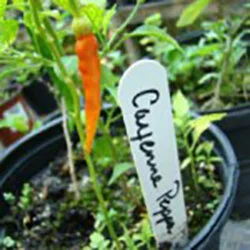 Cayenne. Photo by Deb Blount