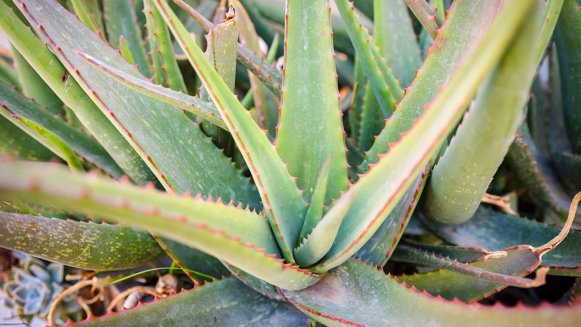 Five Medicinal Herbs To Grow In Your Florida Garden