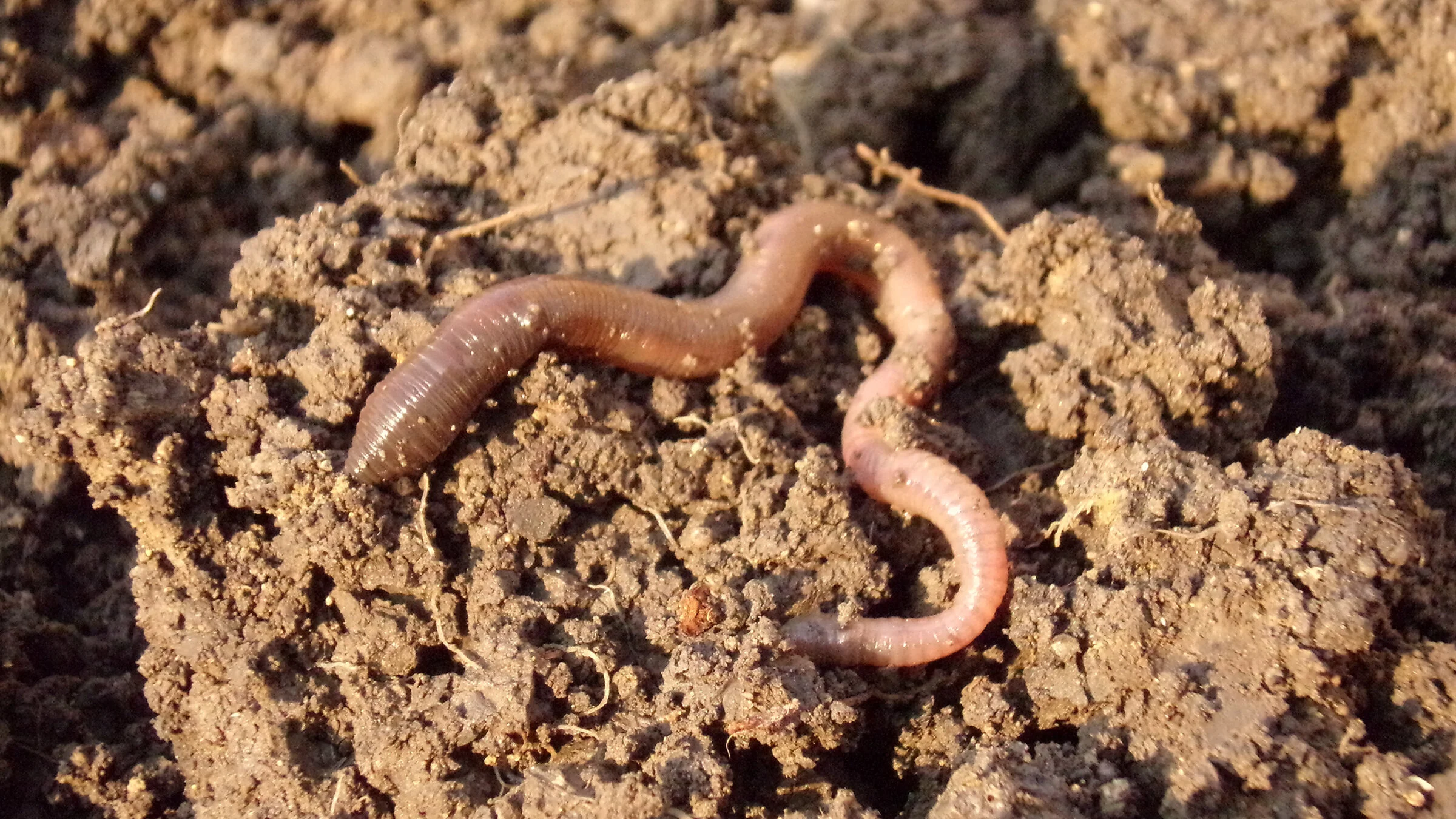 dirt-macro-soil-fauna-invertebrate-earthworm-[2400x1350]-web.jpg