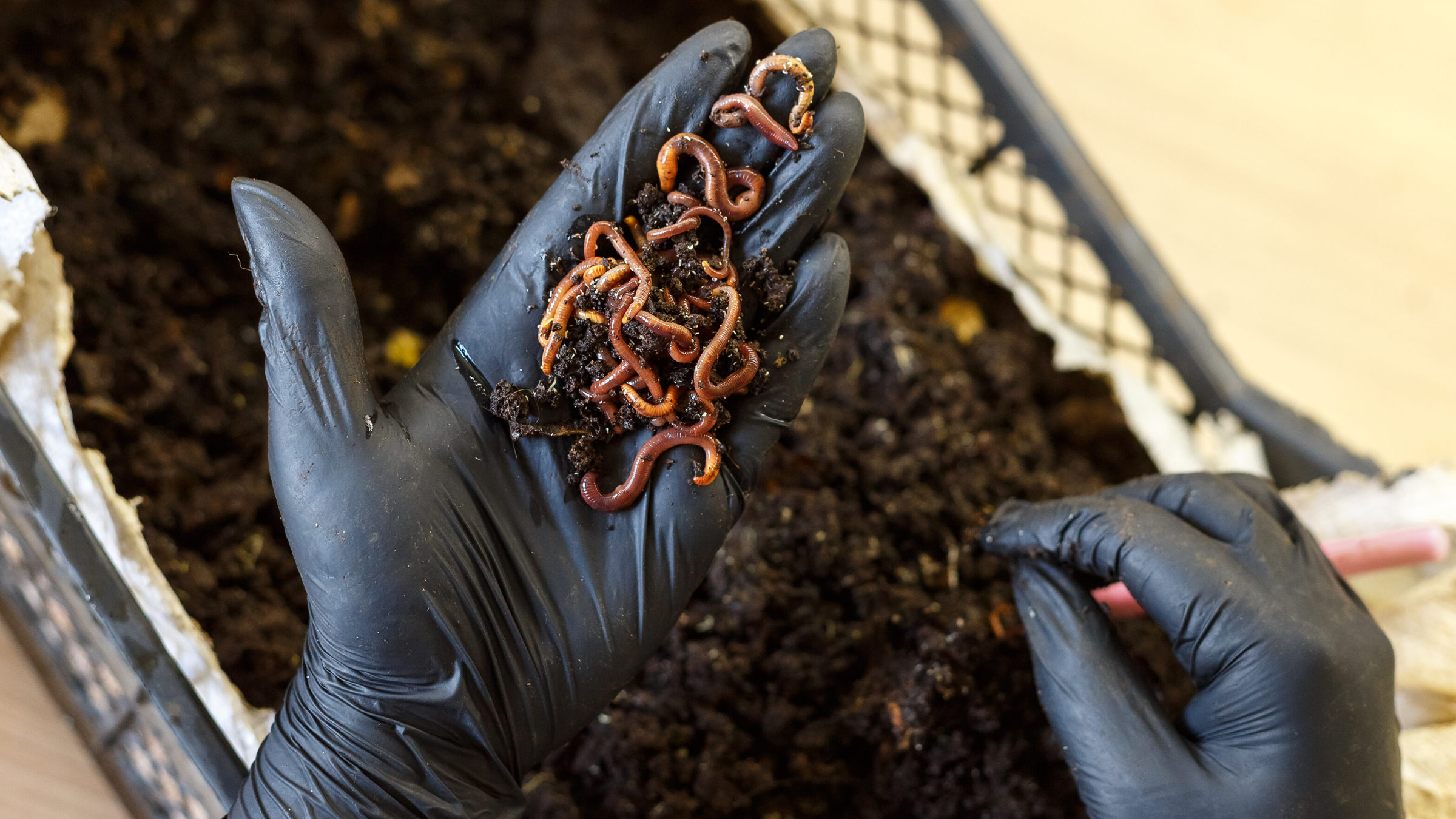vermicomposting-to-combat-food-waste-[2400x1350]-web.png