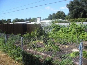 The Fauna Garden: a suburban backyard turned community garden.