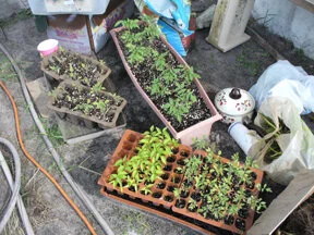 Seedlings await planting at the Fauna Garden.