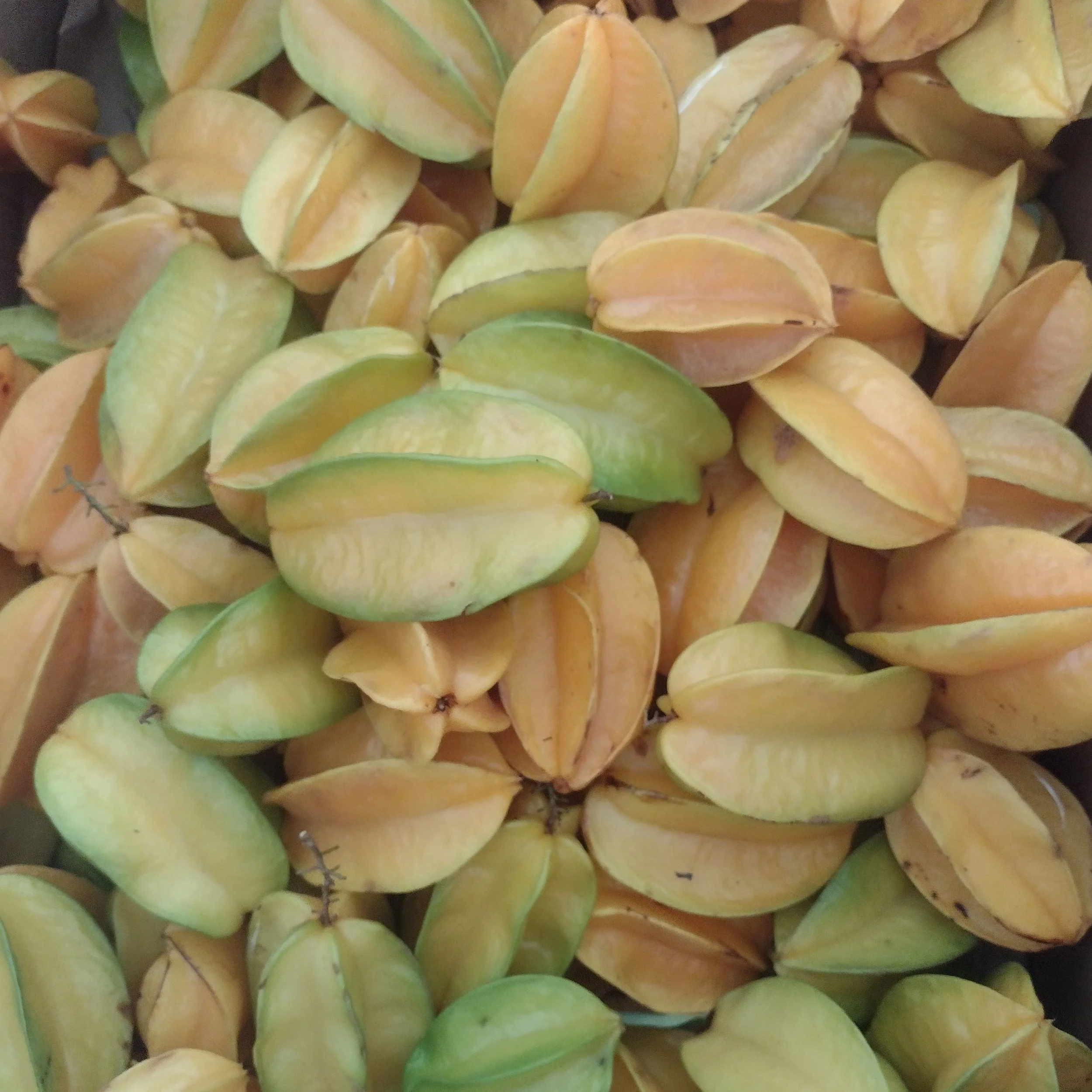 Suncoast Fruit Rescue