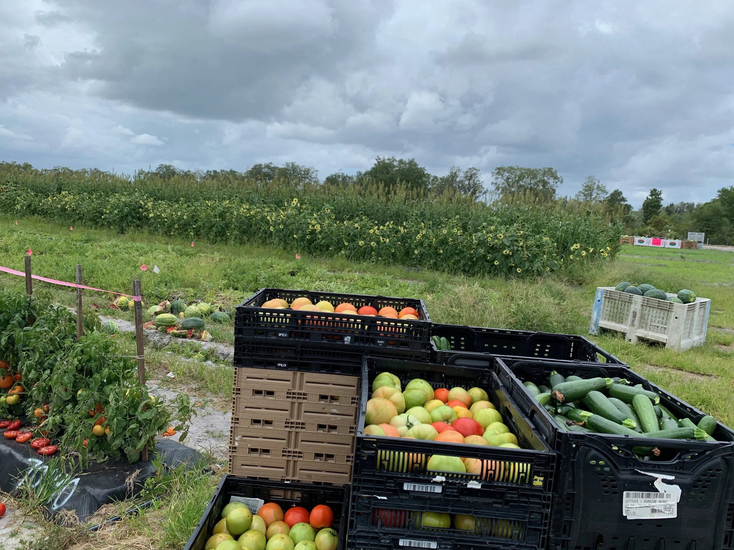 Transition Sarasota Interview with The Food Bank of Manatee