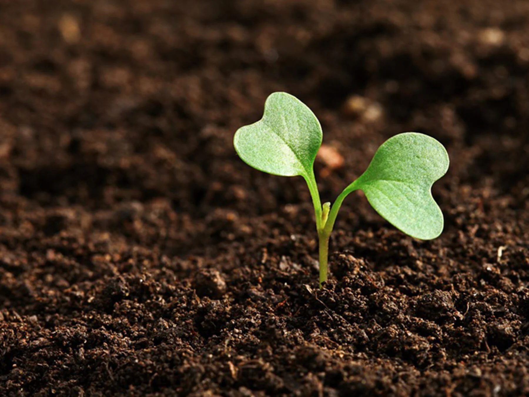 tiny-sprout-while-planting-[1800x1350]-web.jpg