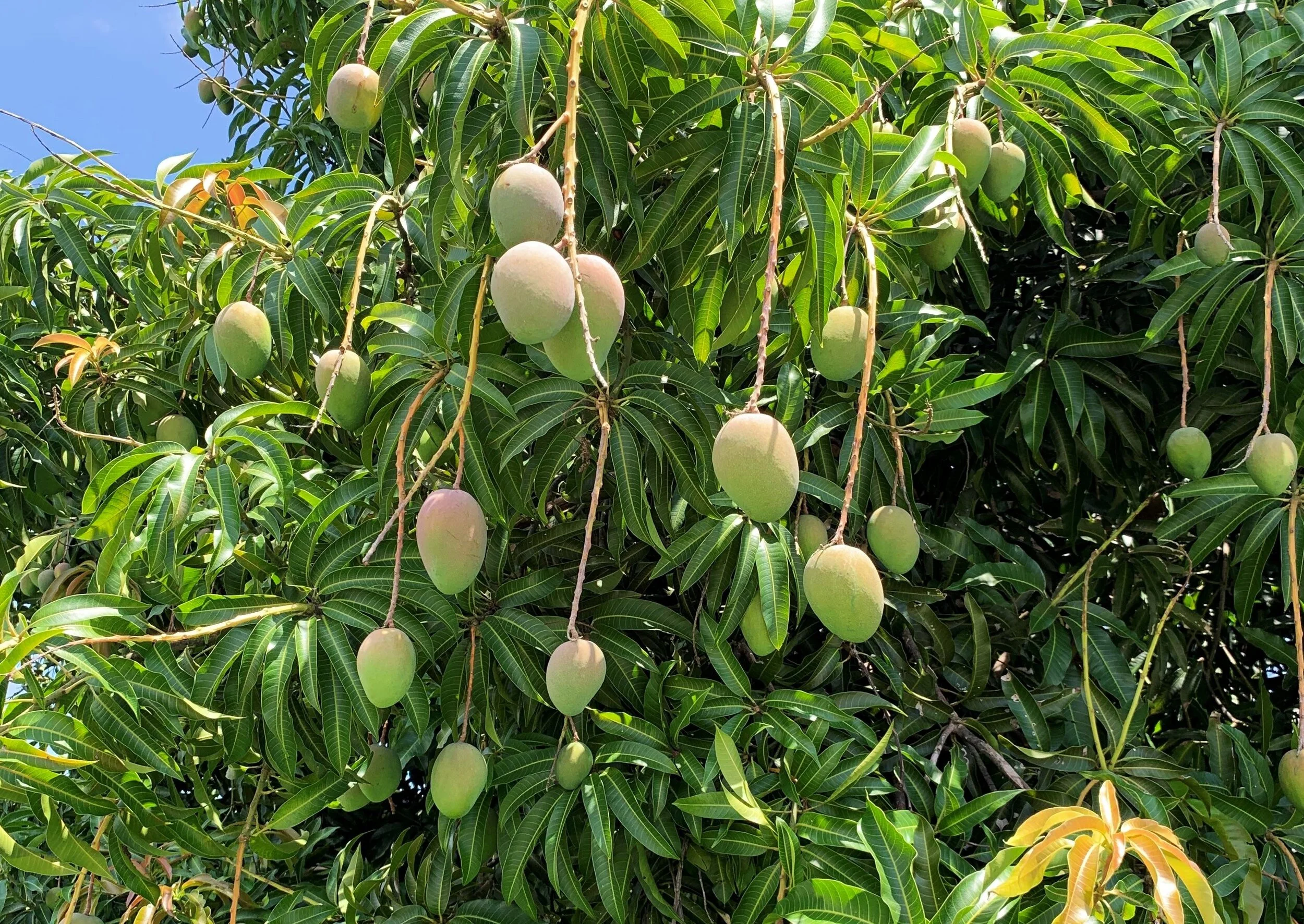 Mango Sharing Season