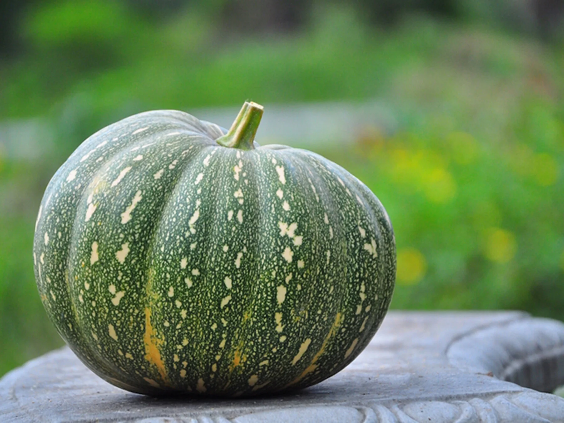 Pete’s Place: More Summer Veggies &amp; Fall Planting Prep