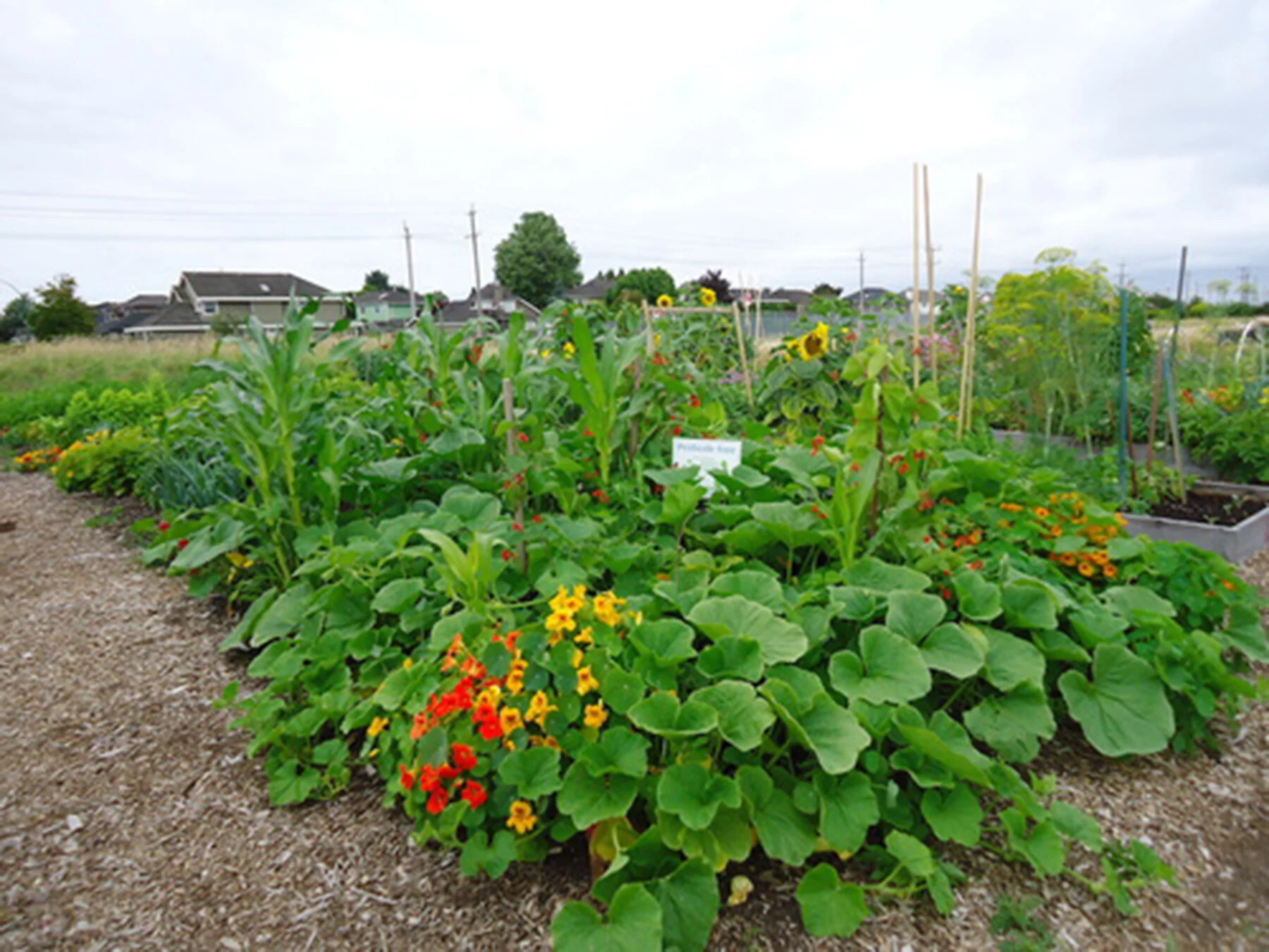 Pete’s Place: Here Comes Your Spring Garden!