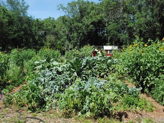 The author's home garden in North Sarasota.
