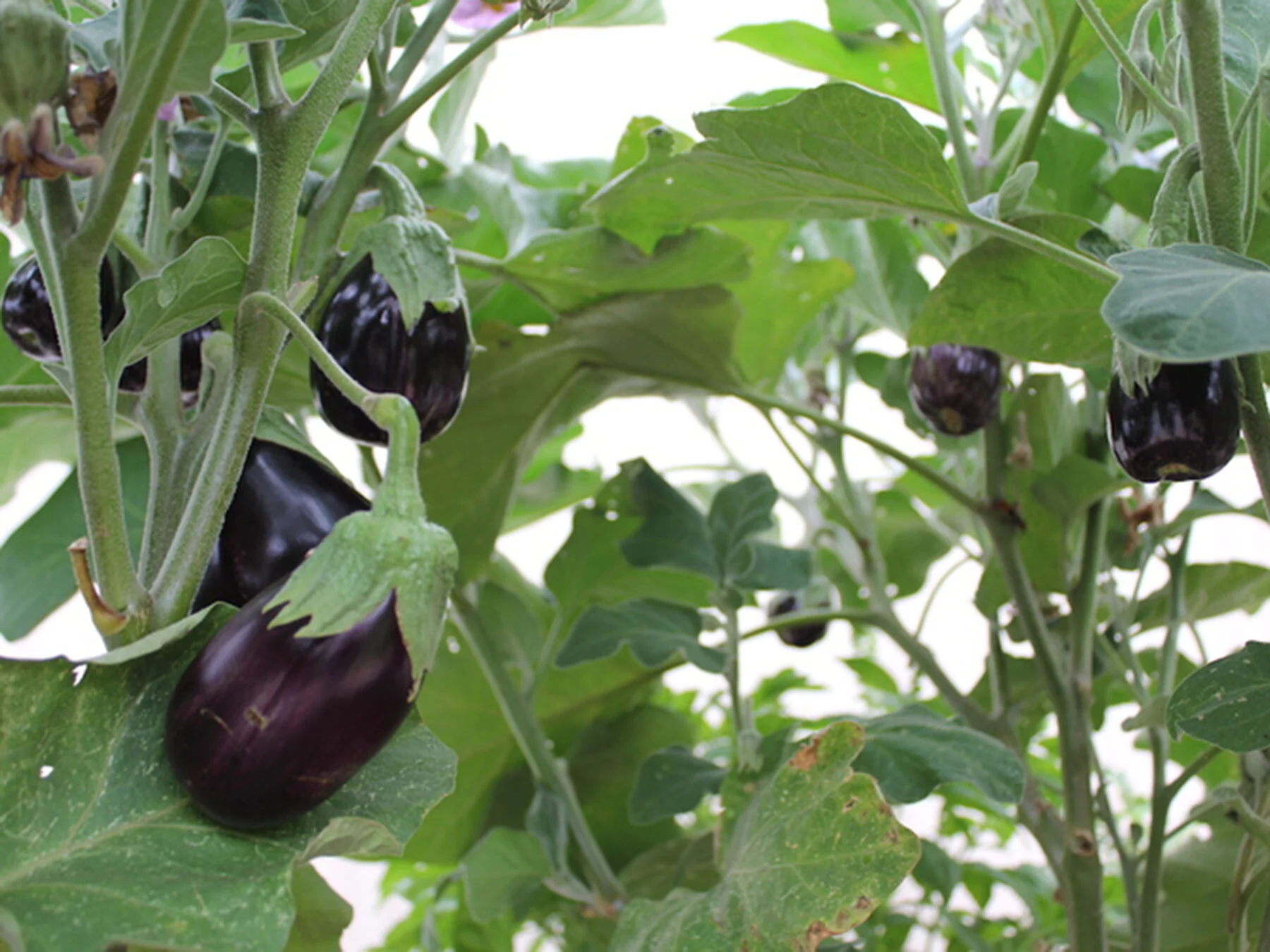 Eggplant is a good summer crop that can readily tolerate Florida's sultry heat.