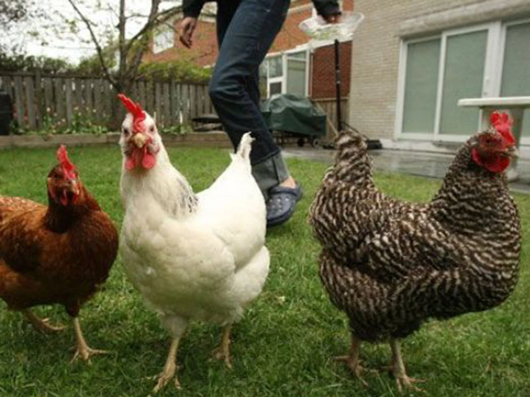 urban-chicken-keeping-[1800x1350]-web.jpeg