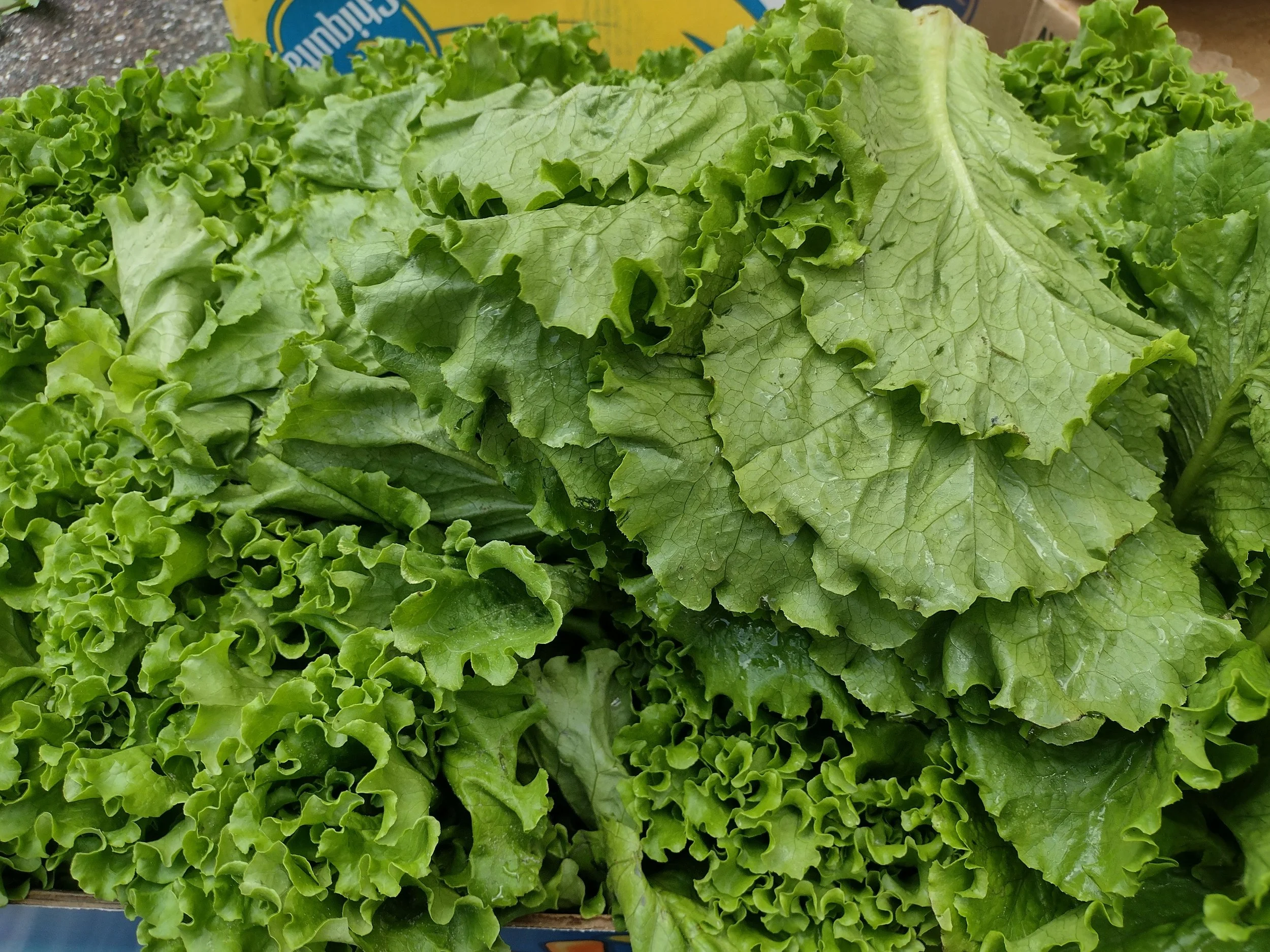 Toss the Salad? No Way!