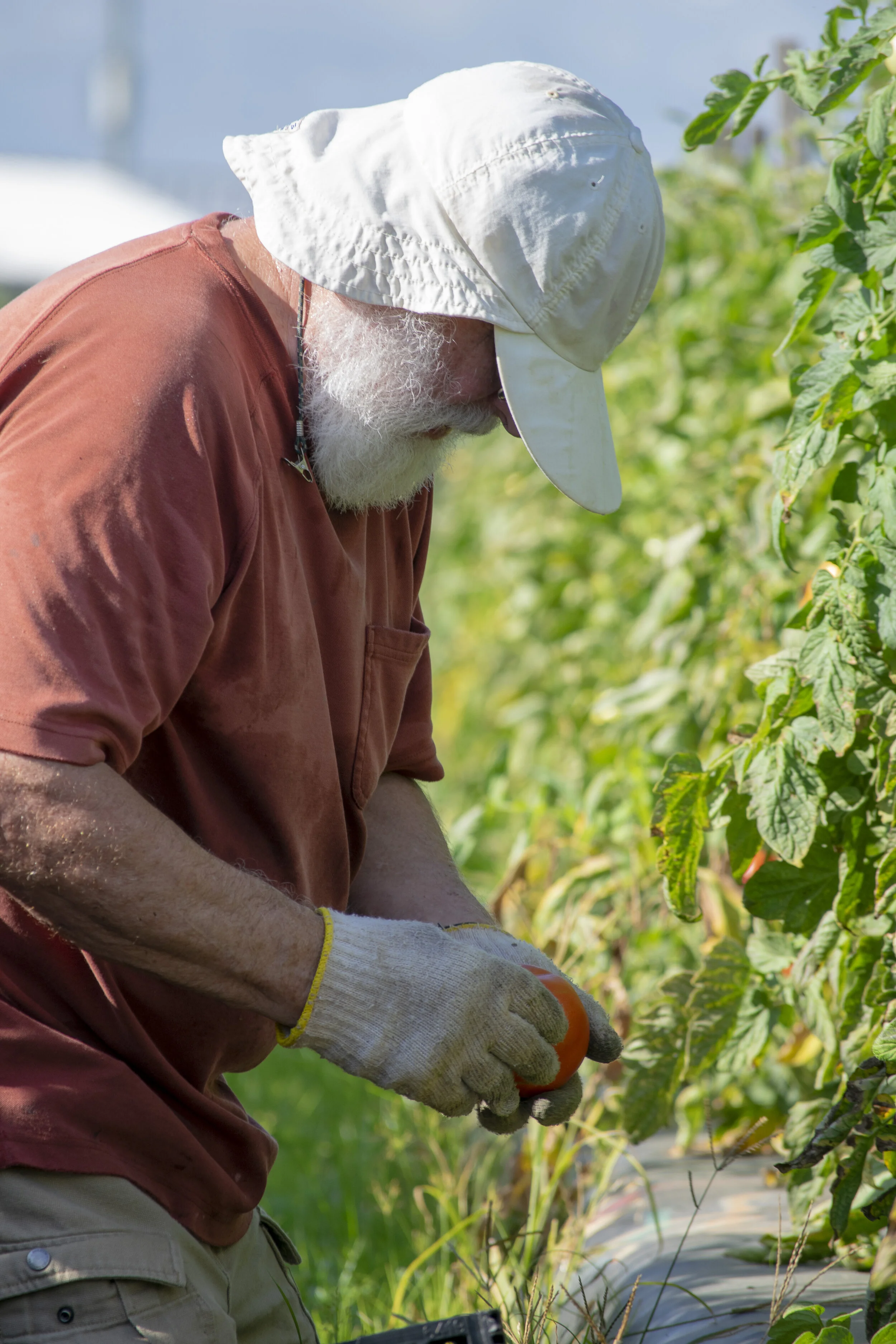 Francis Wozniak gleaning.jpg