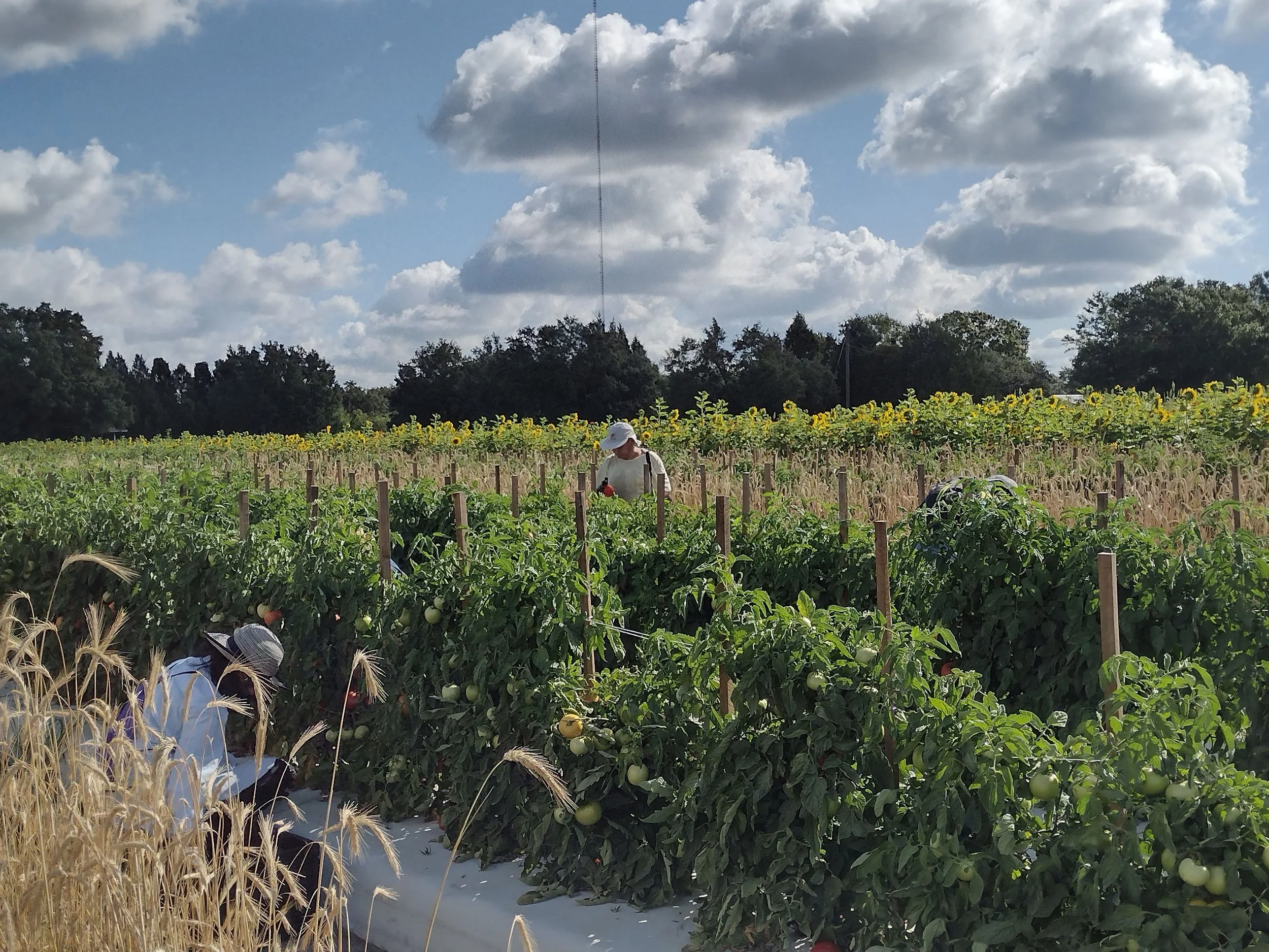 Why Do We Rescue Food?