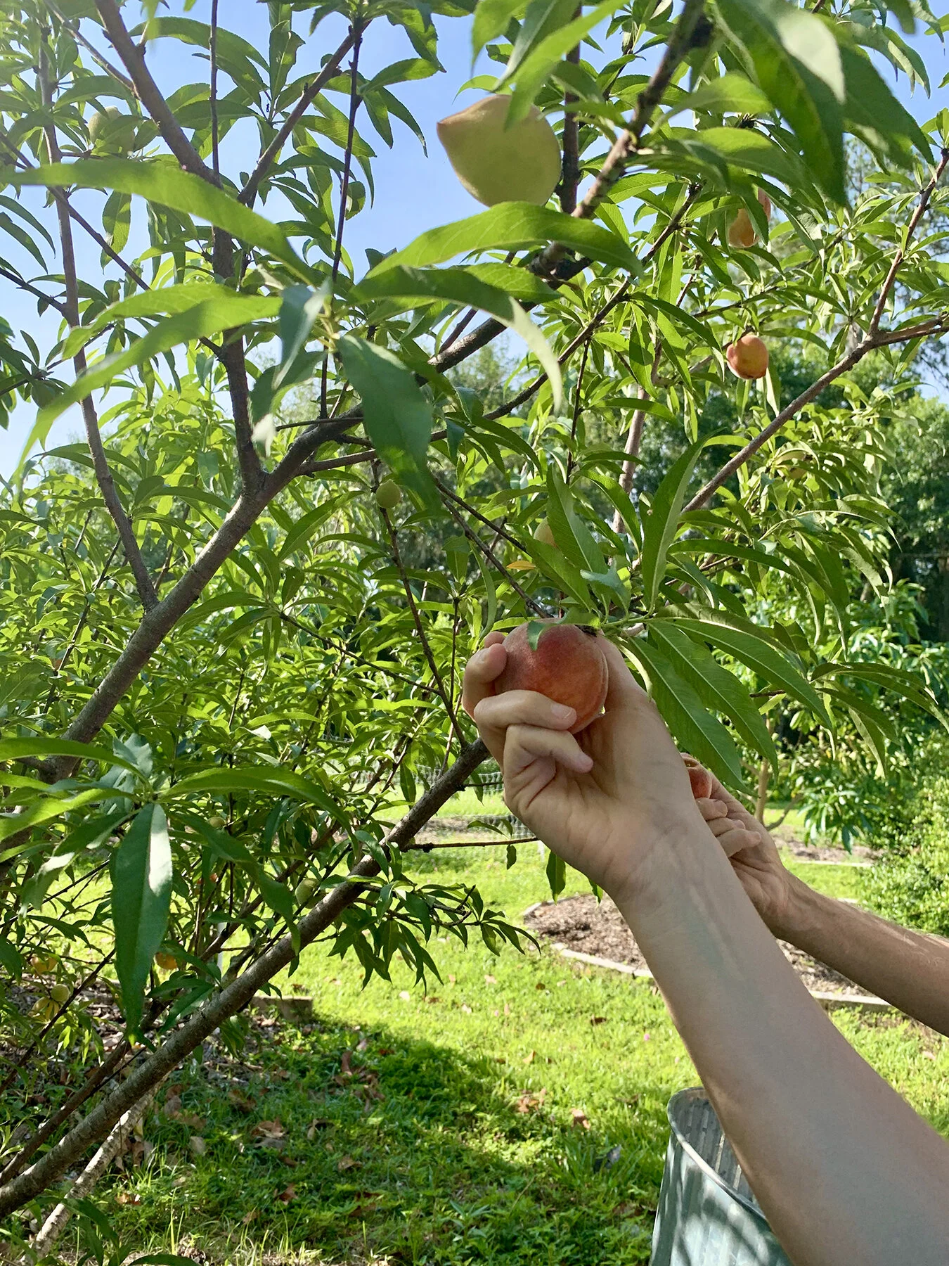 bountiful-sarasota-backyard-fruit-trees-[1350x1800]-web.jpeg