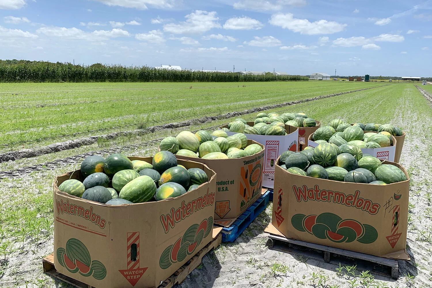 gleaned-watermelons-[1500x1000]-web.jpg