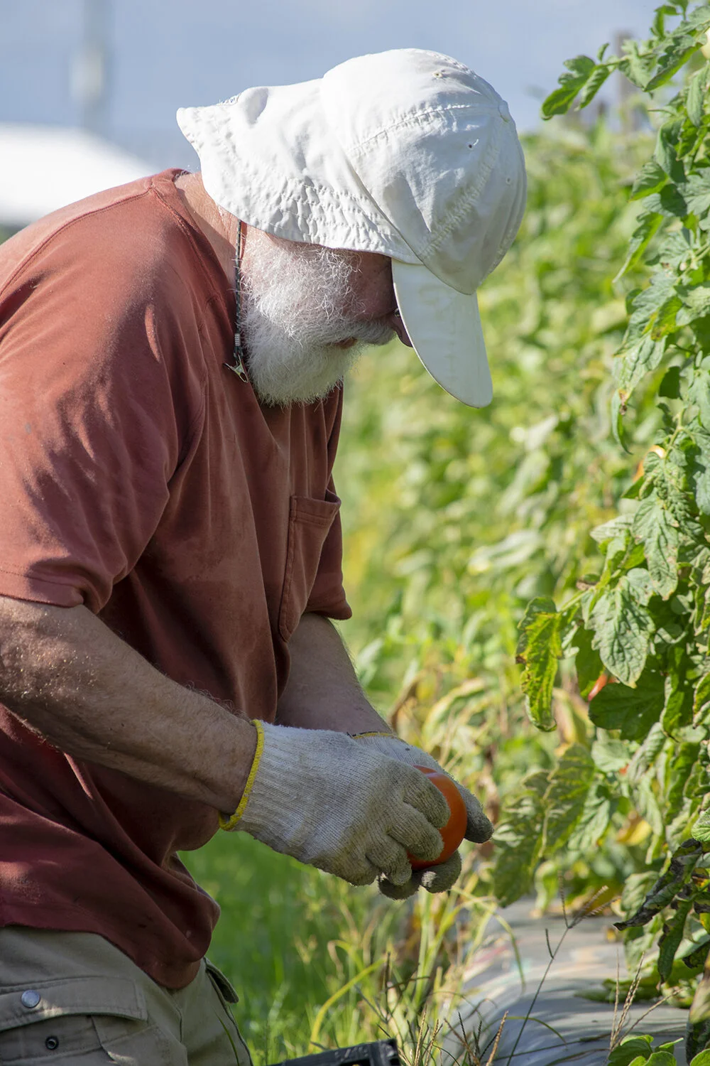 man-gleaning-in-fields-[1500x1500]-web.jpg