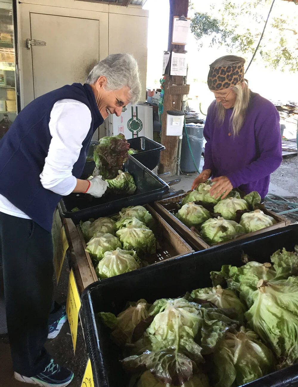 women-gathering-greens-[1300x1000]-web.JPG