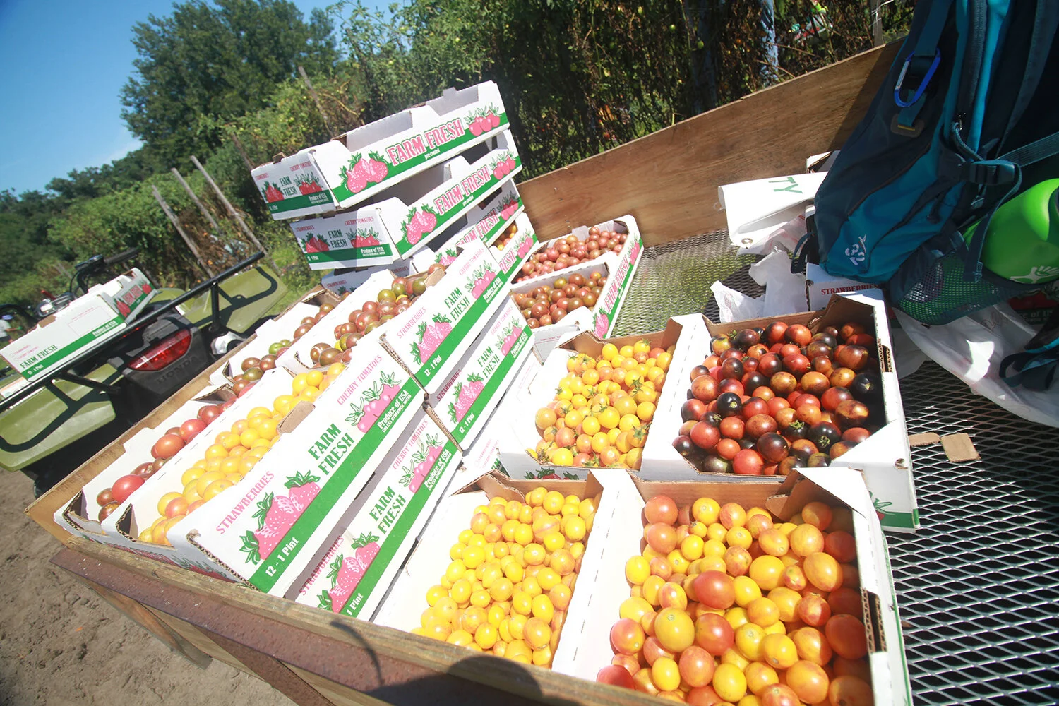 gleaned-tomatoes-[1500x1000]-web.JPG