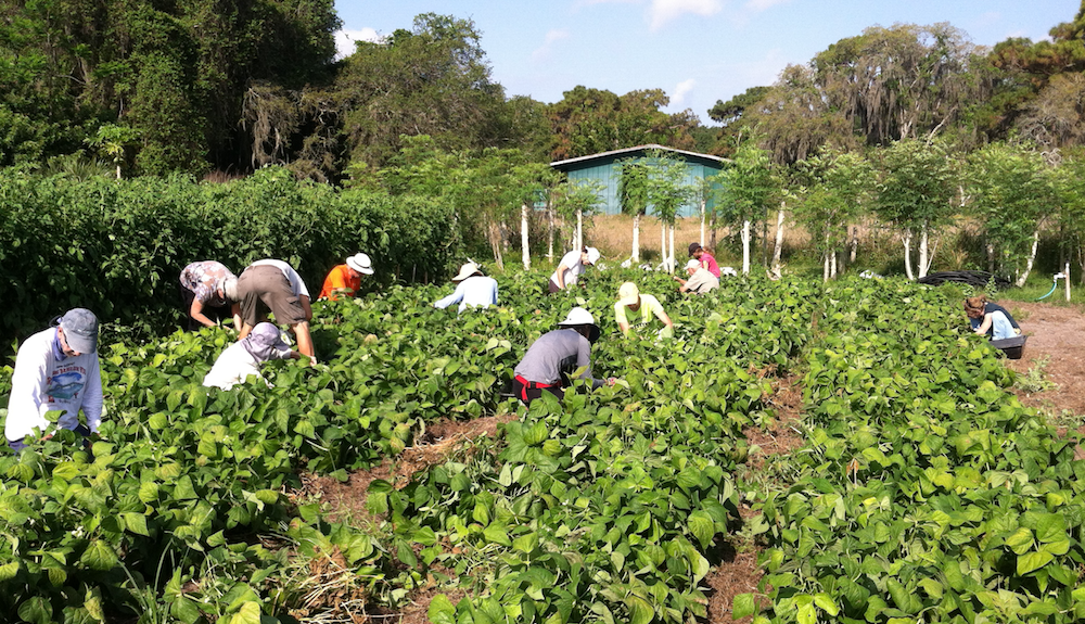 picking-beans-[1000x575]-web.png