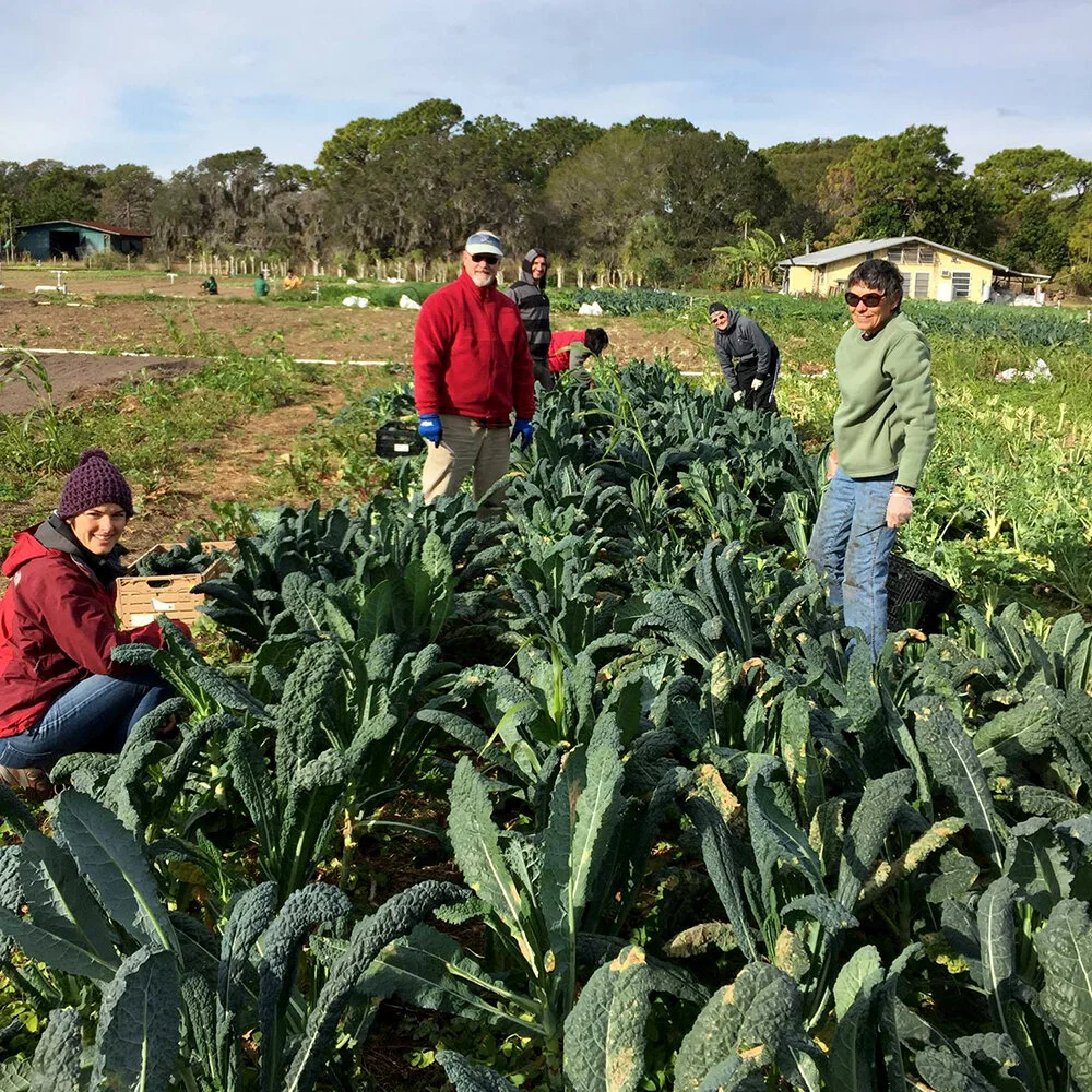 leafy-greens-and-volunteers-[1000x1000]-web.jpg