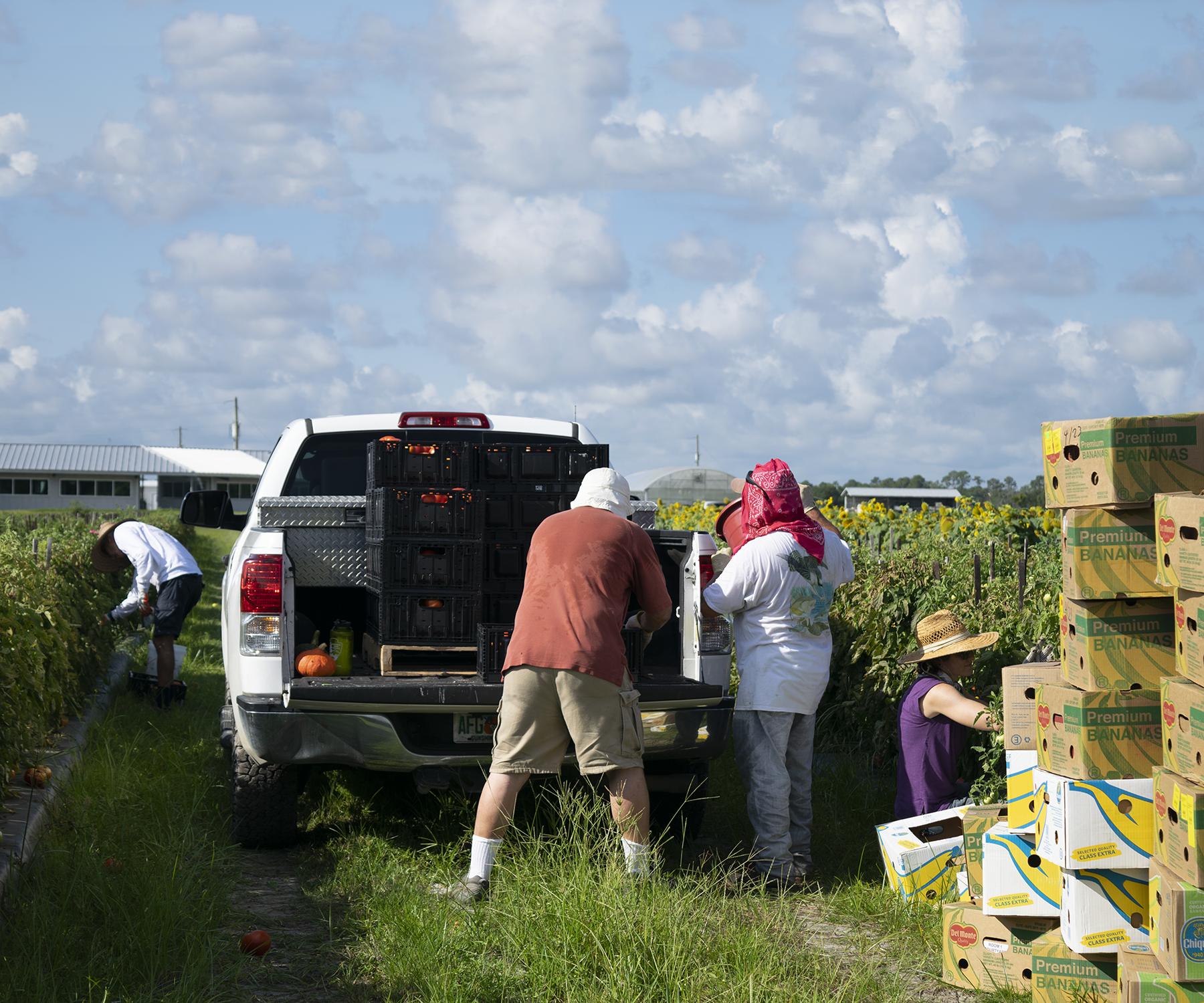gleaners-loading-truck-with-local-produce-[1800x1500]-web.png