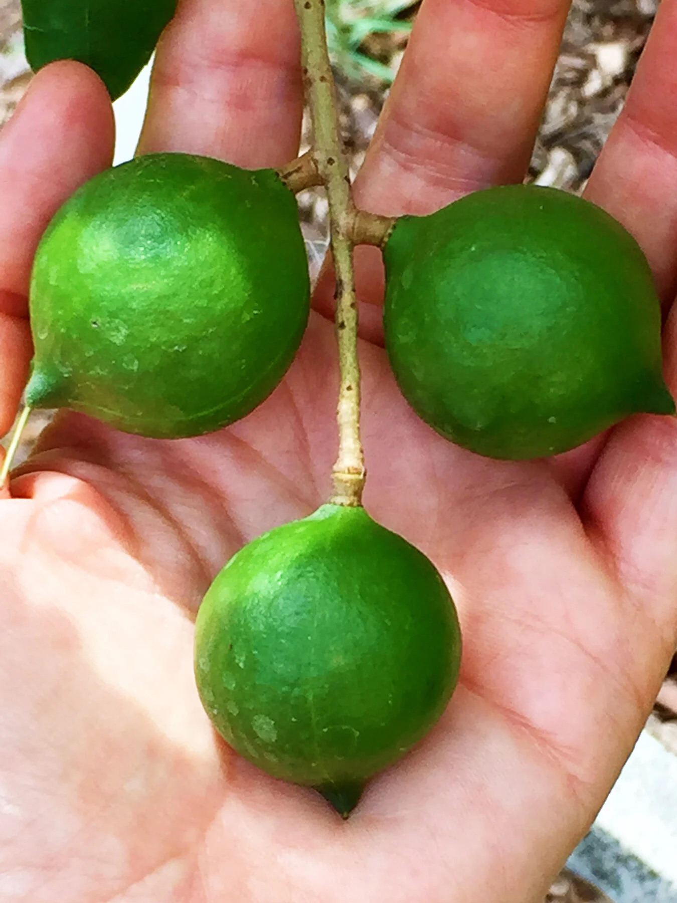 sweetsong-groves-farm-limes-[1350x1800]-web.JPG