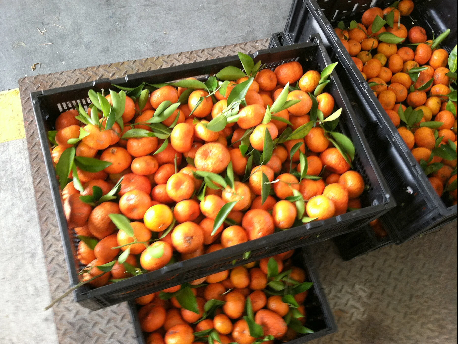 gleaned-tangerines-for-donation-[1800x1350]-web.JPG