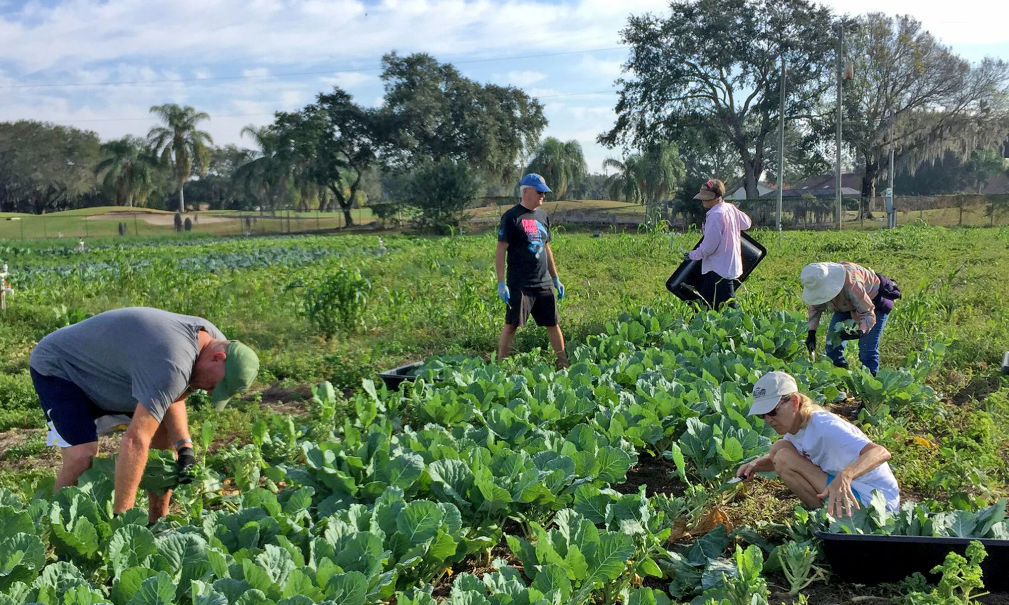 volunteers-gleaning-[2000x1200]-web.jpg