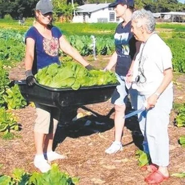 Gleaning project puts fresh produce on table
