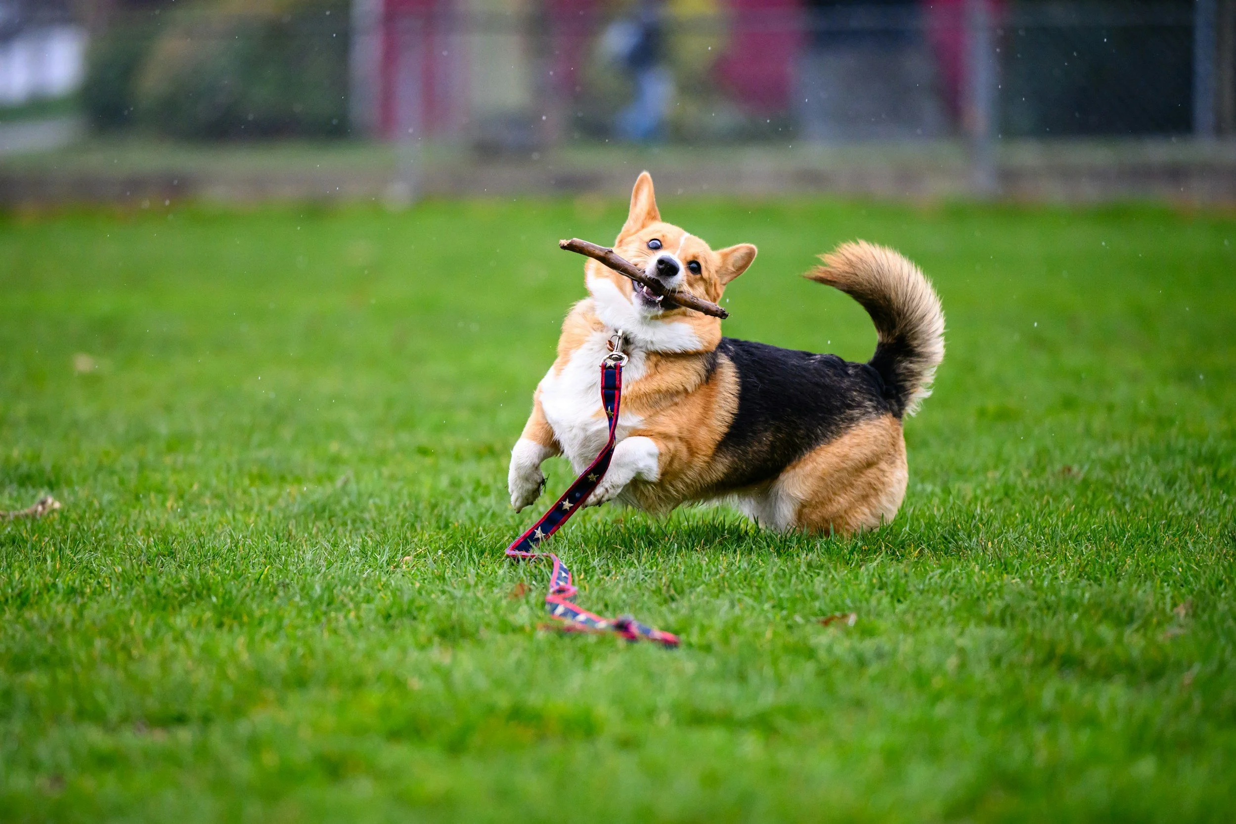 A playful dog, likely a corgi, running on grass with a stick in its mouth.
