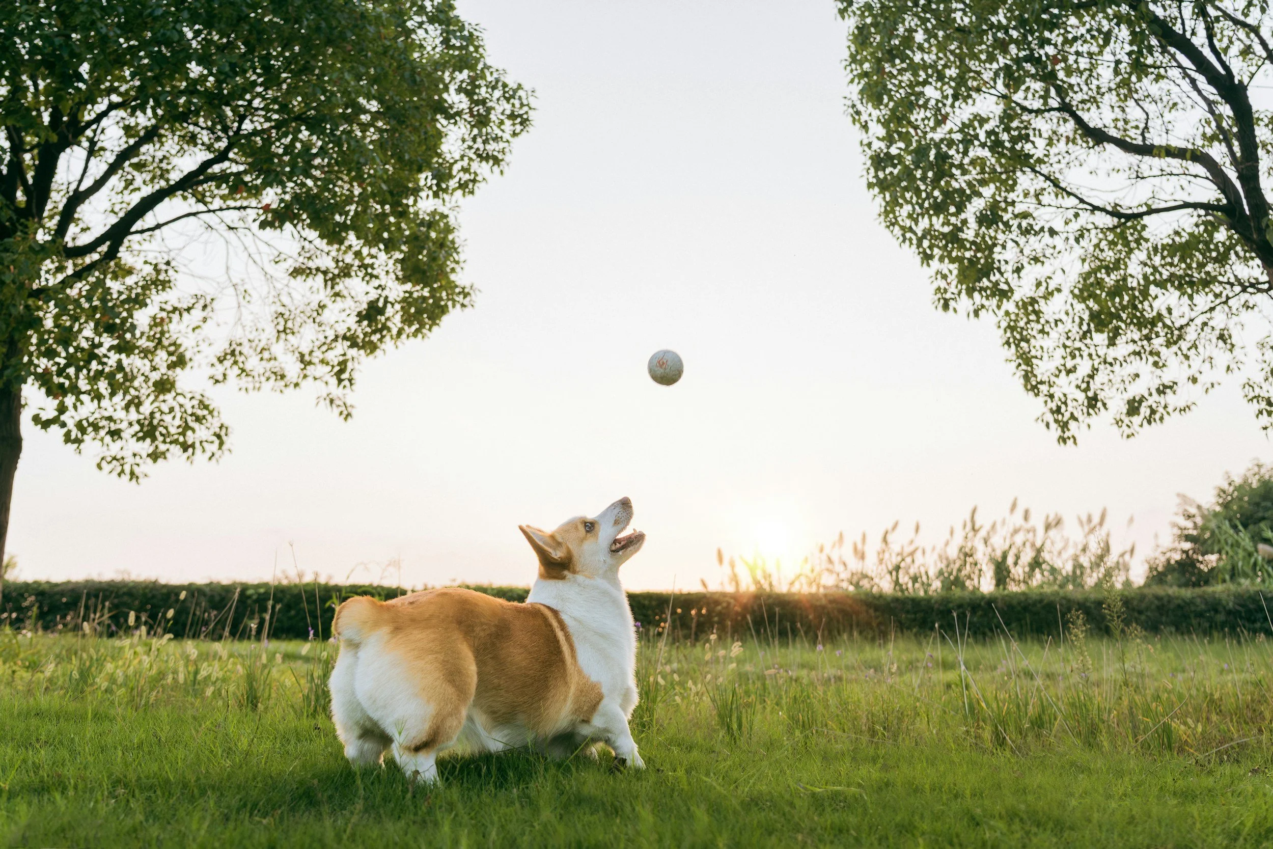 Two corgi dogs playing in a grassy field at sunset, one looking up at a ball in the air between trees.