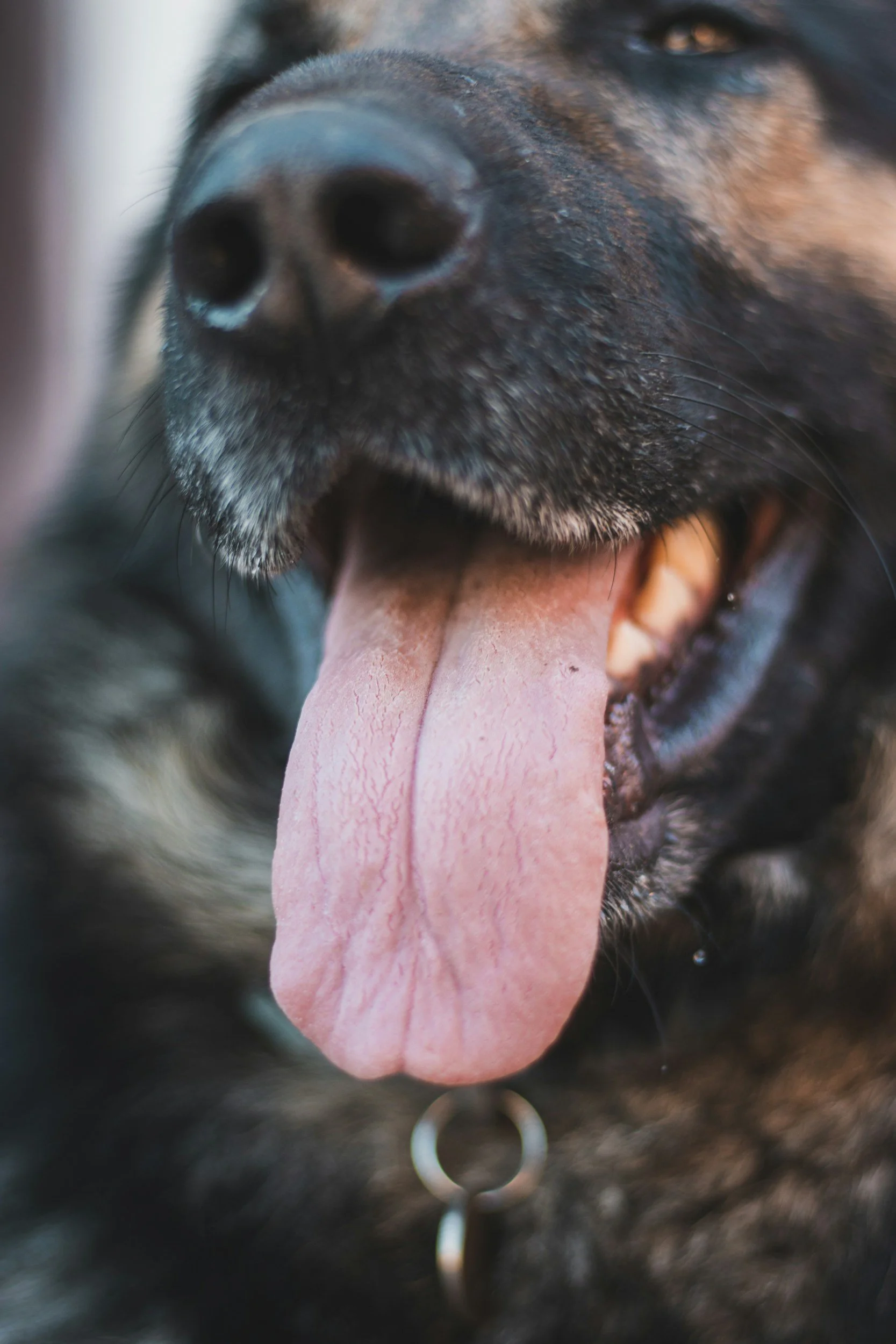 Close-up of a black and tan dog's face with its tongue hanging out and a metal ring collar.