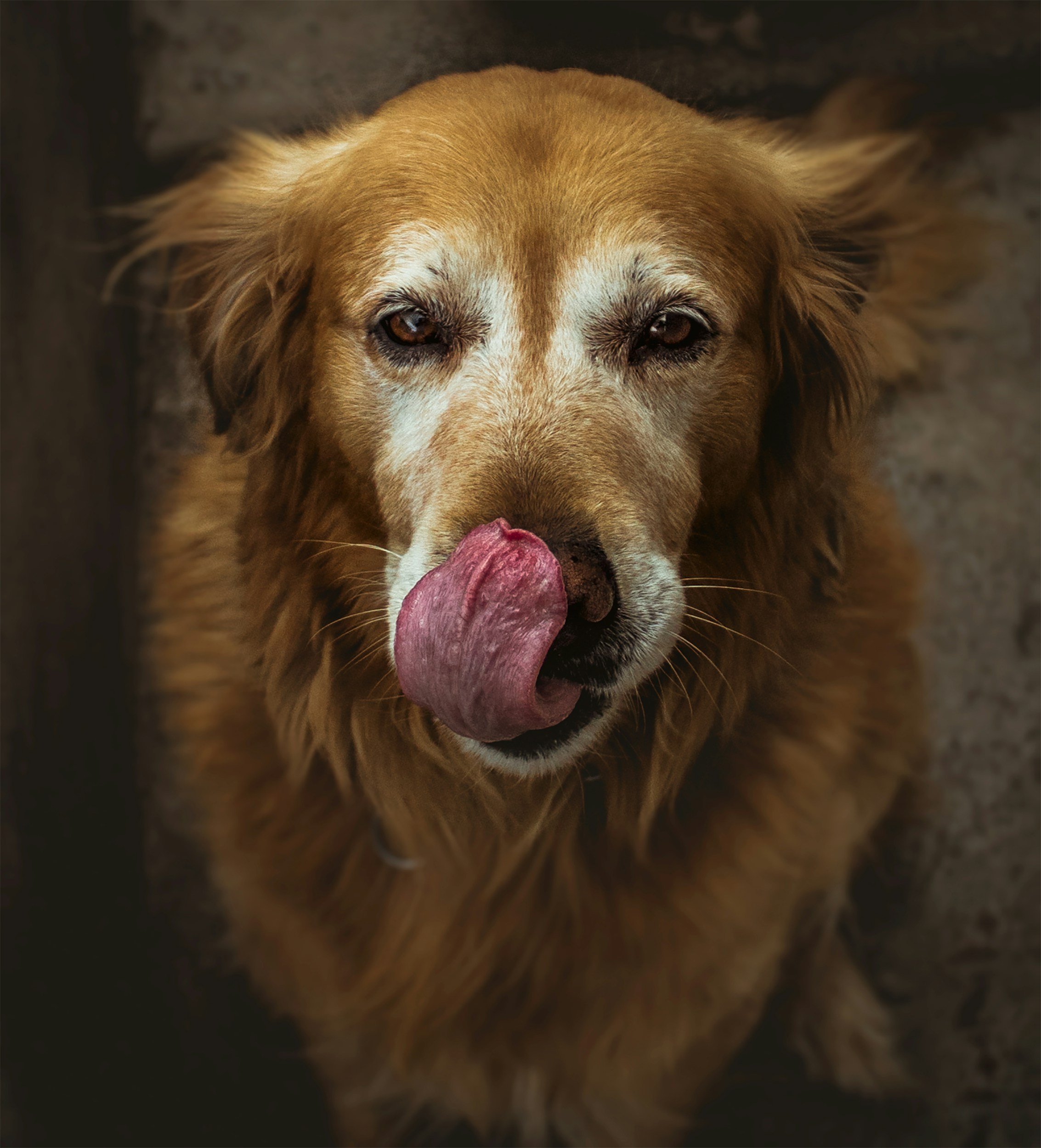 Close-up of a golden retriever with its tongue out, looking directly at the camera.