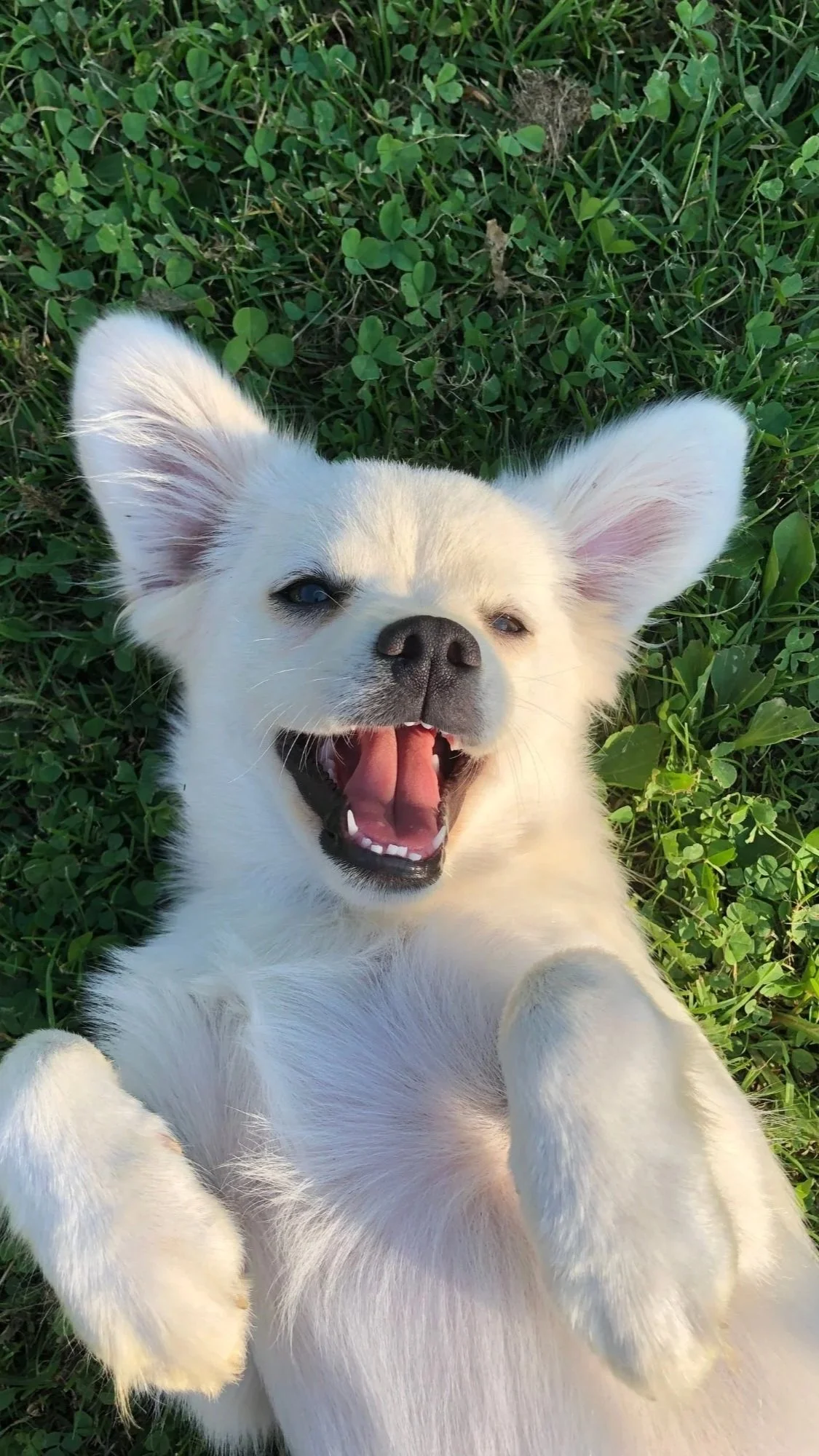 A happy white puppy lying on green grass, with its mouth open as if smiling.