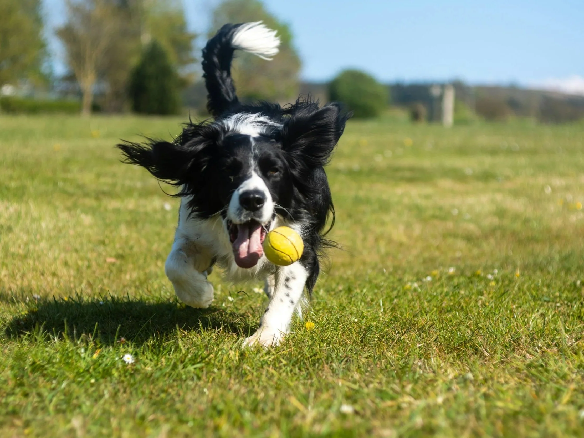 A black and white dog running with a yellow tennis ball in its mouth in a grassy field on a sunny day.