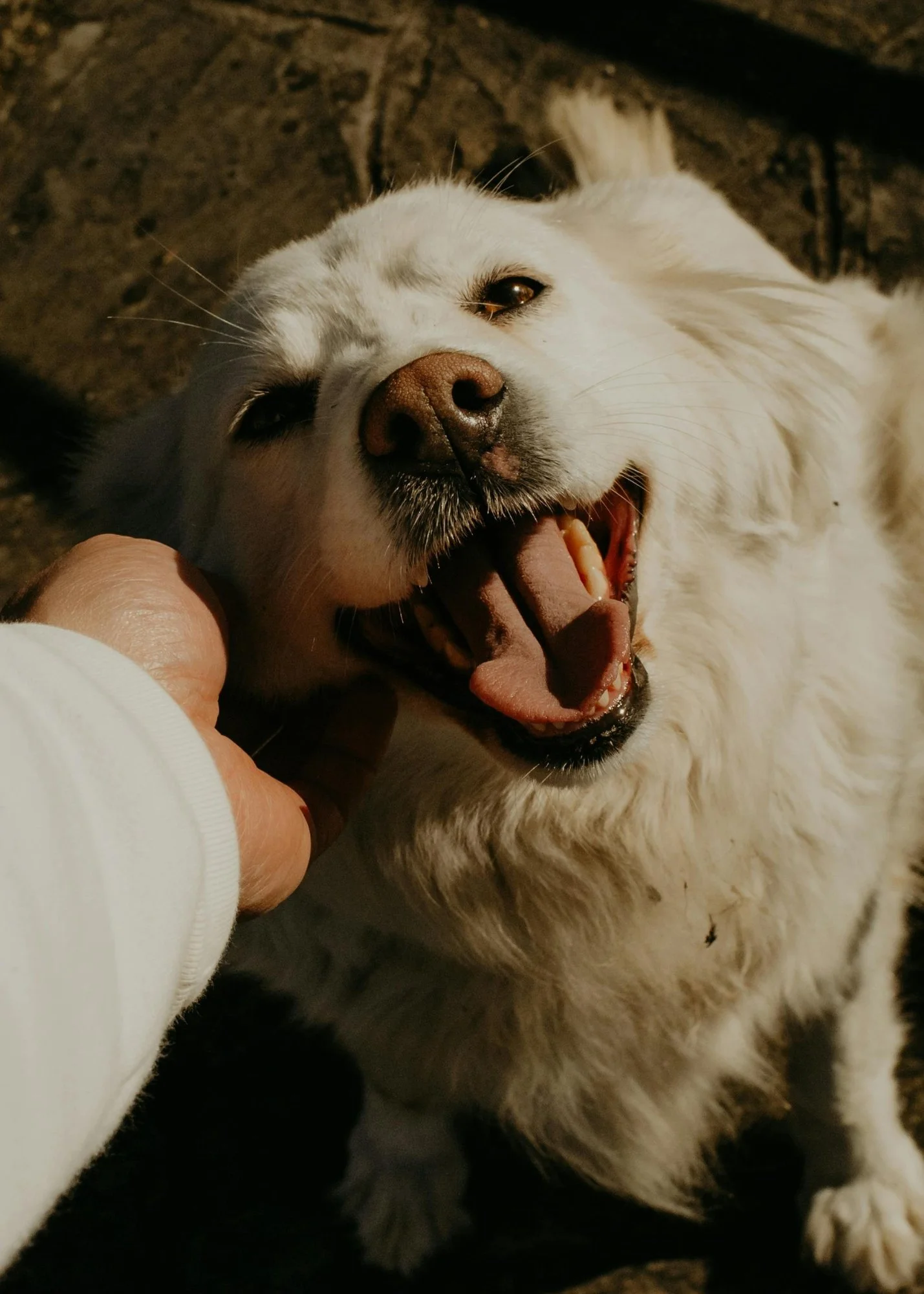 A white dog with black markings enjoying a scratch on the head, laying on a dark surface.