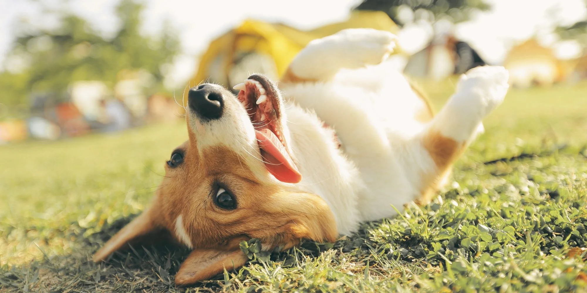 A playful dog lying on its back on grass with its mouth open, showing teeth and tongue, in a sunny outdoor setting.