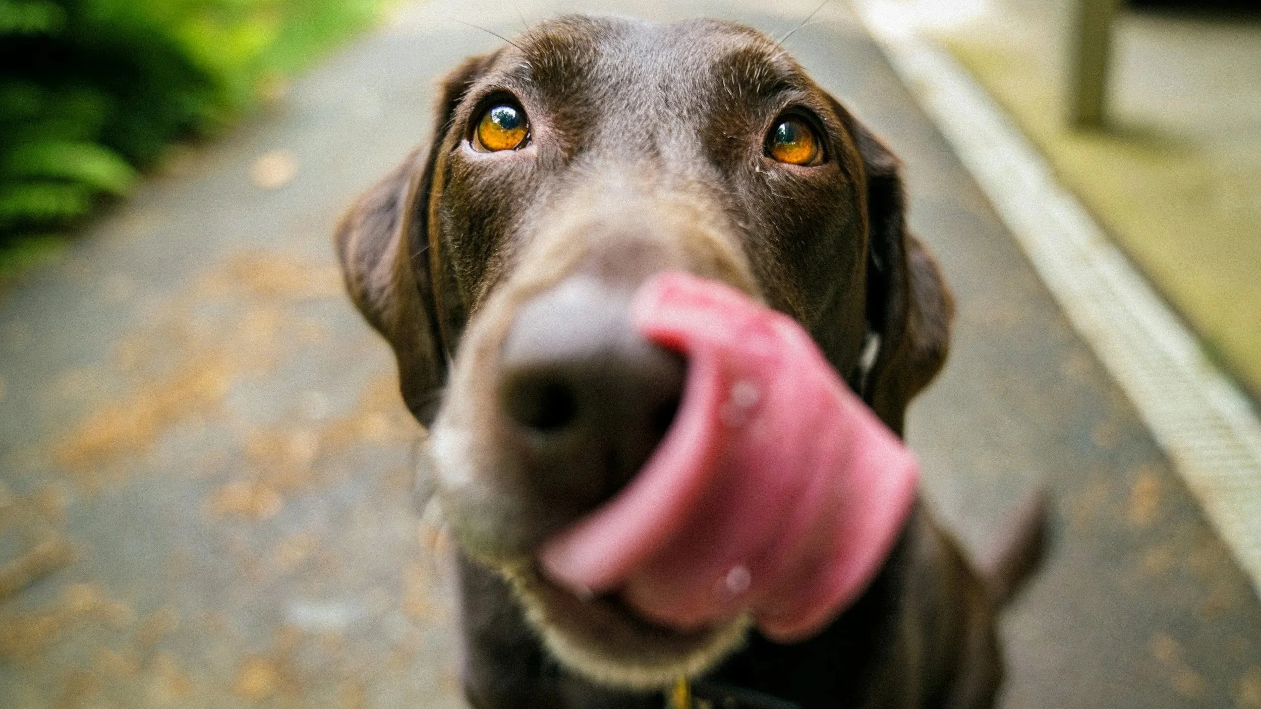 Close-up of a dog's face with amber eyes licking a pink object, possibly a toy, on a concrete surface with blurred green and yellow background.