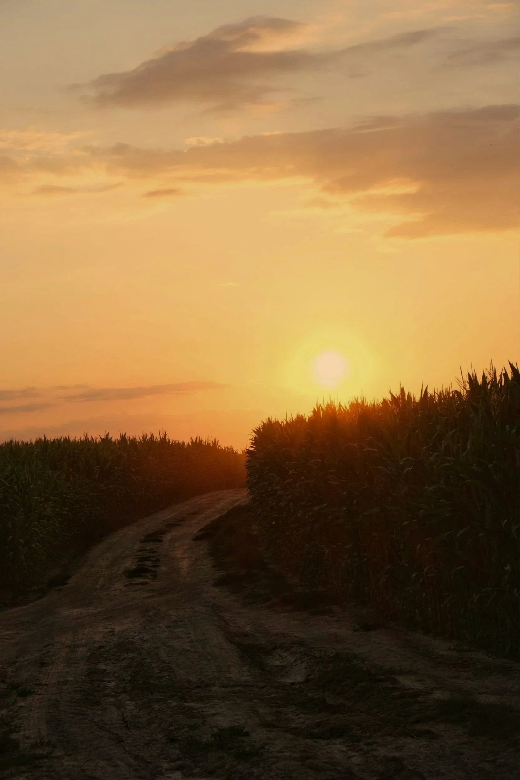 A dirt road winding through a field of tall corn plants. The sun is setting on the horizon, casting a warm, golden glow across the sky with some clouds.