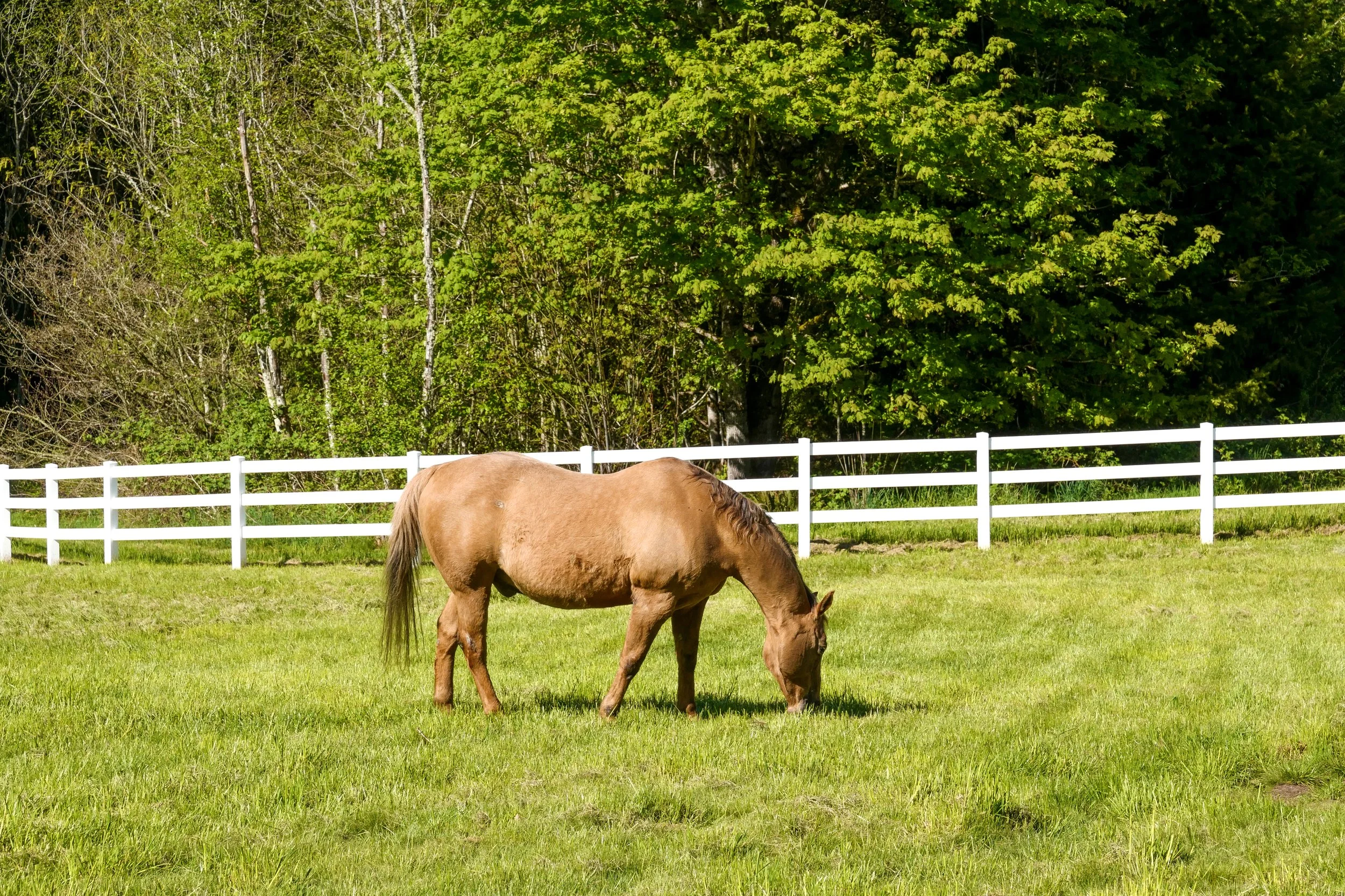 29016 SE 45th Street Fall City - Equestrian Amenities (37).jpg