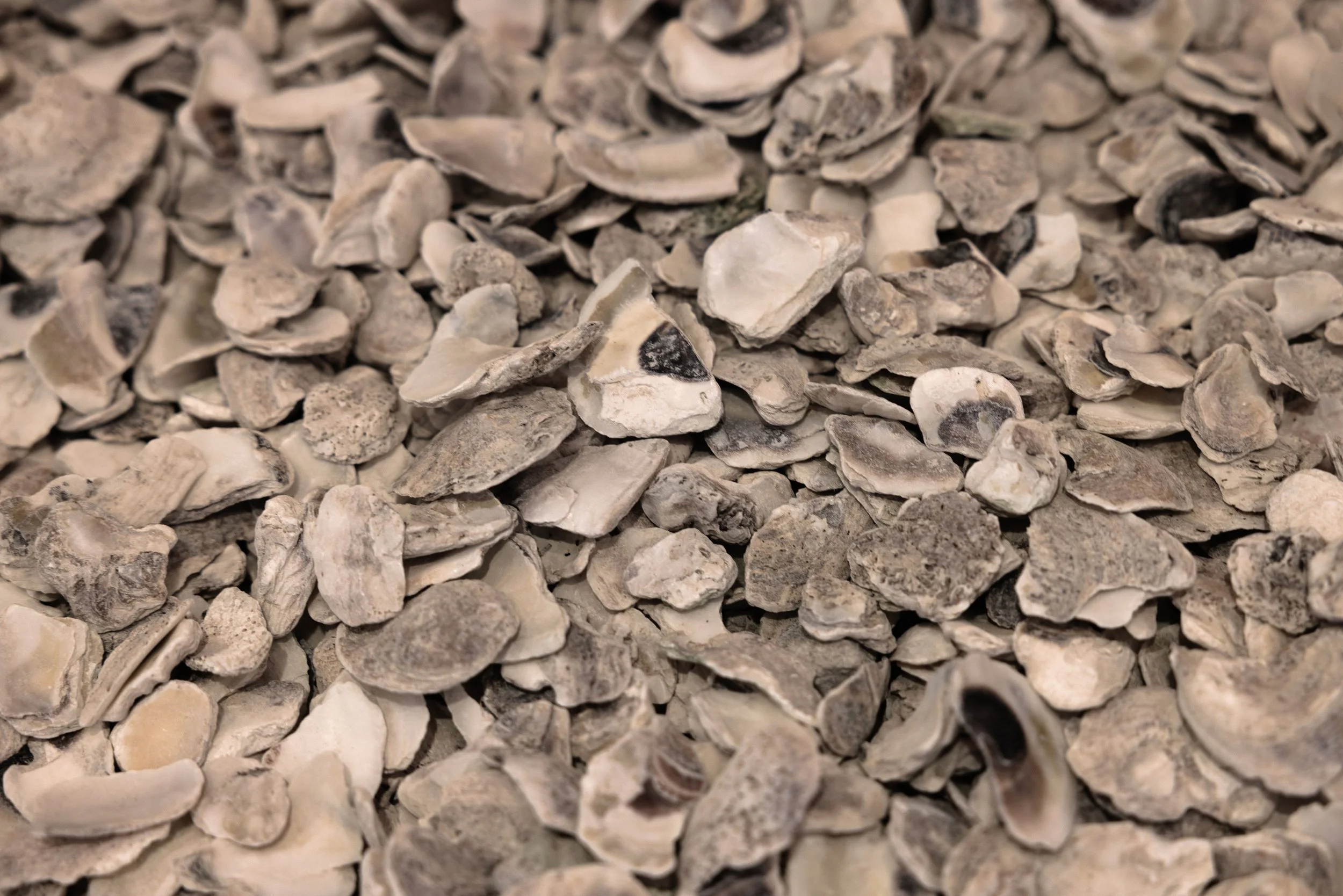 FX5A7296_web copy.jpg