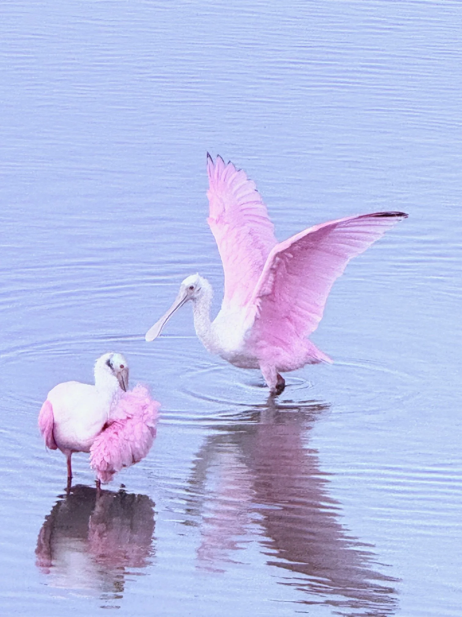A Roseate Spoonbill standing in shallow water with other white flamingos nearby, with a calm water background.