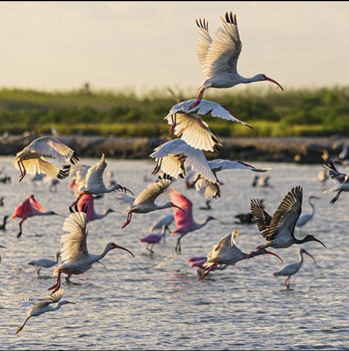 Coastal Wildlife & Bird Safari