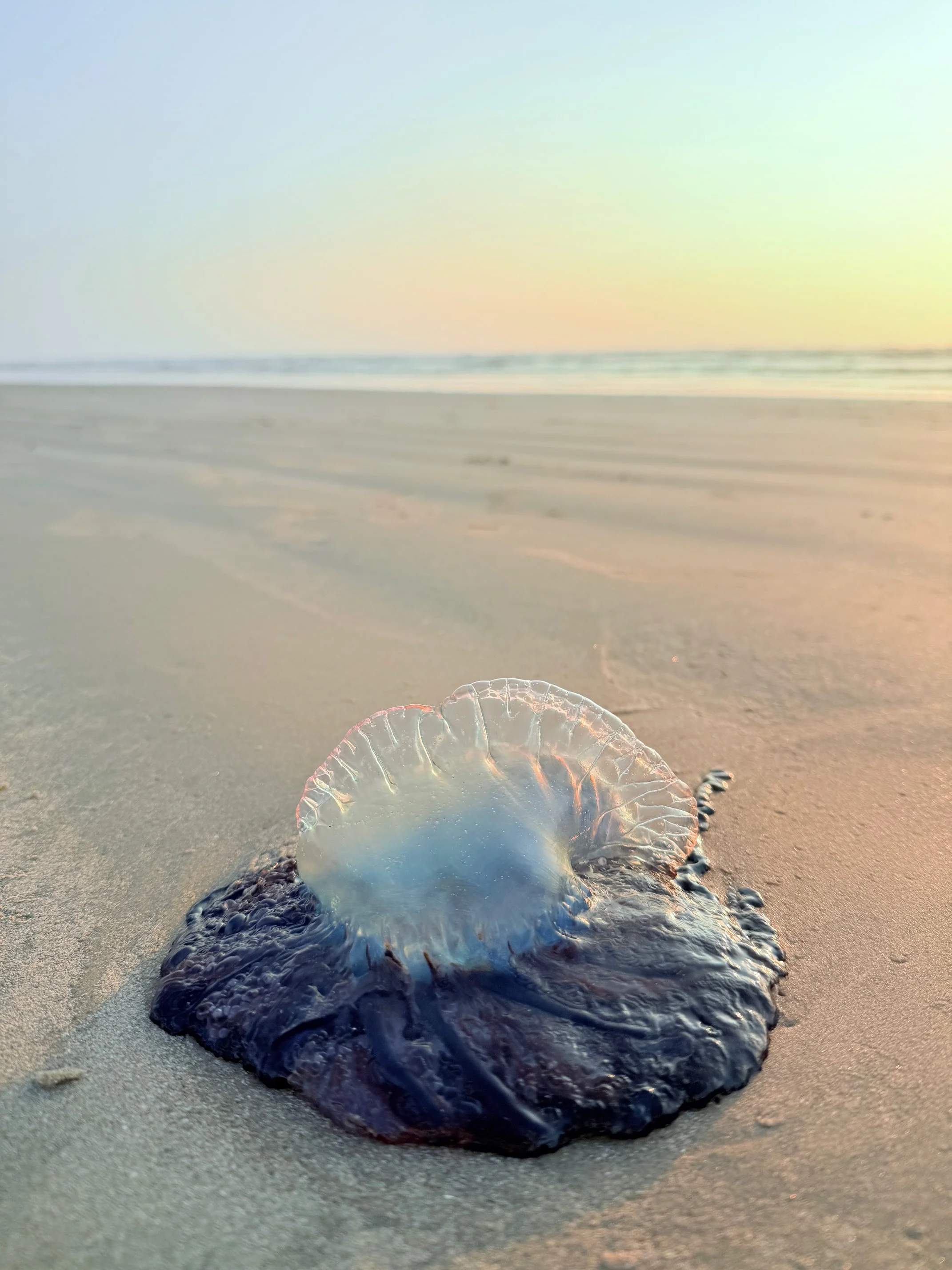 A jellyfish washed up on a sandy beach at sunset, with the ocean and sky in the background.
