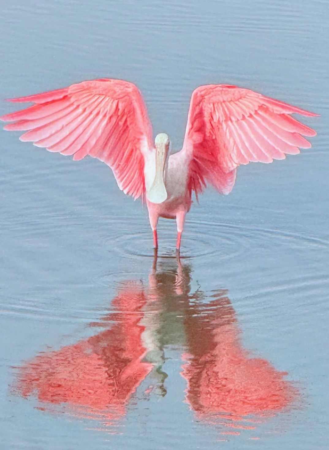A Roseate Spoonbill standing in water with wings spread wide, and its reflection visible on the surface.