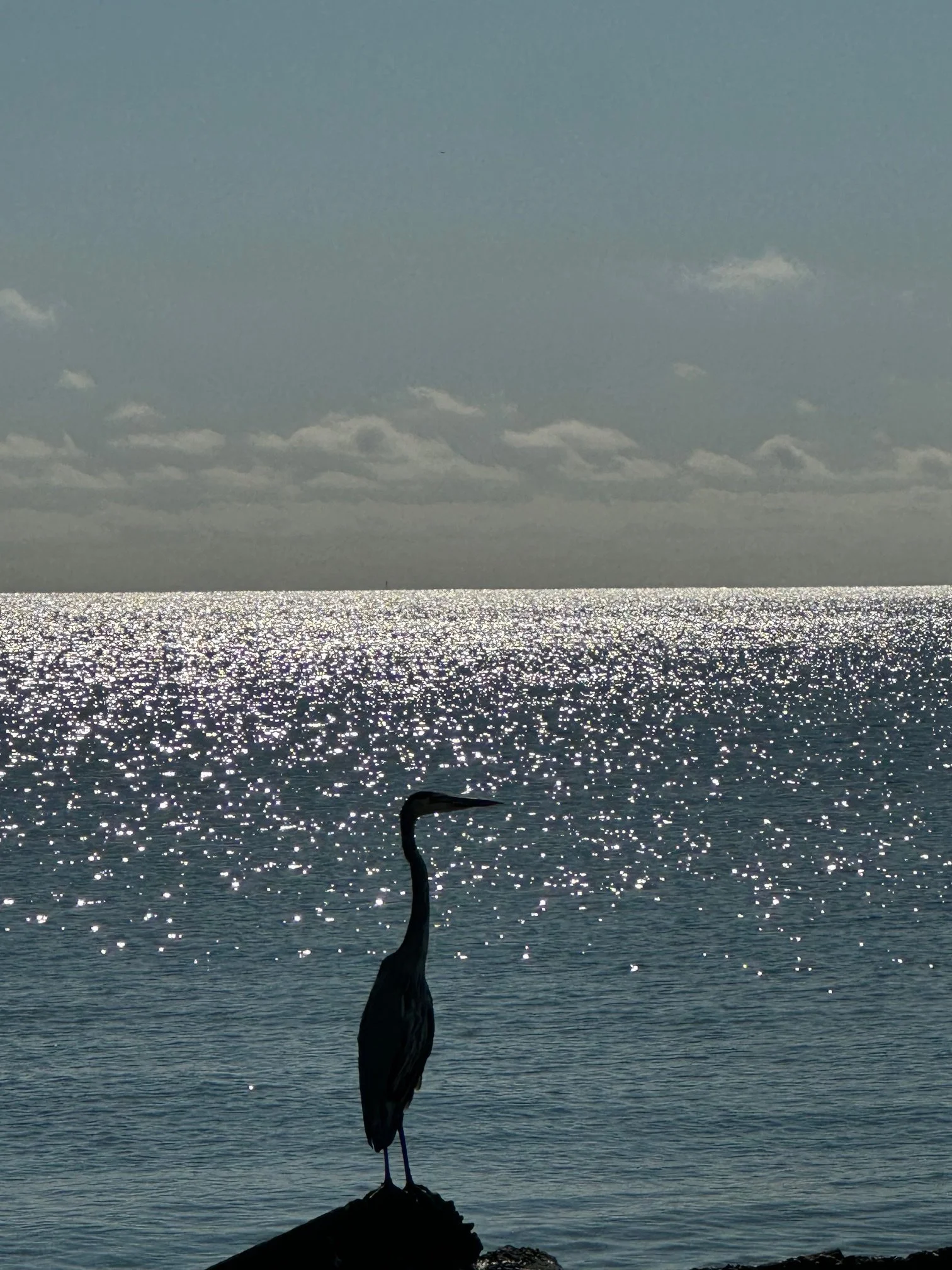 A silhouette of a heron standing on a rock at the water's edge during sunset, with the sun reflecting on the water and a cloudy sky overhead in Rockport, Texas.