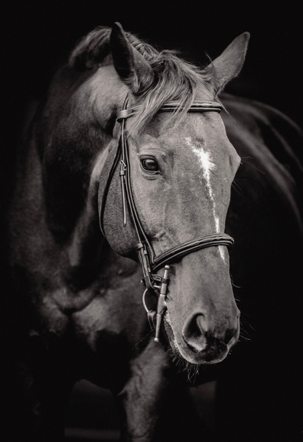 Black horse with a bridle and a white stripe on its face