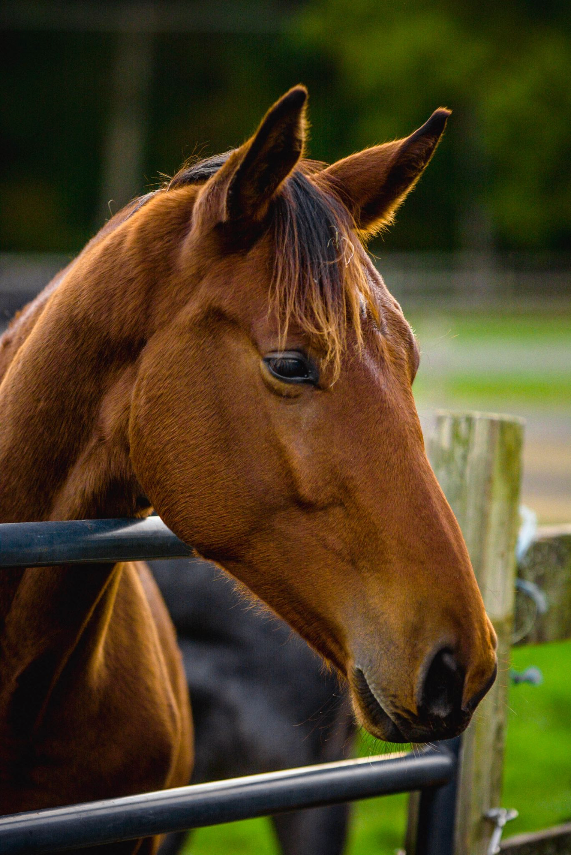 Close-up of a brown horse's head with a black mane, standing behind a black metal fence in a green outdoor area.
