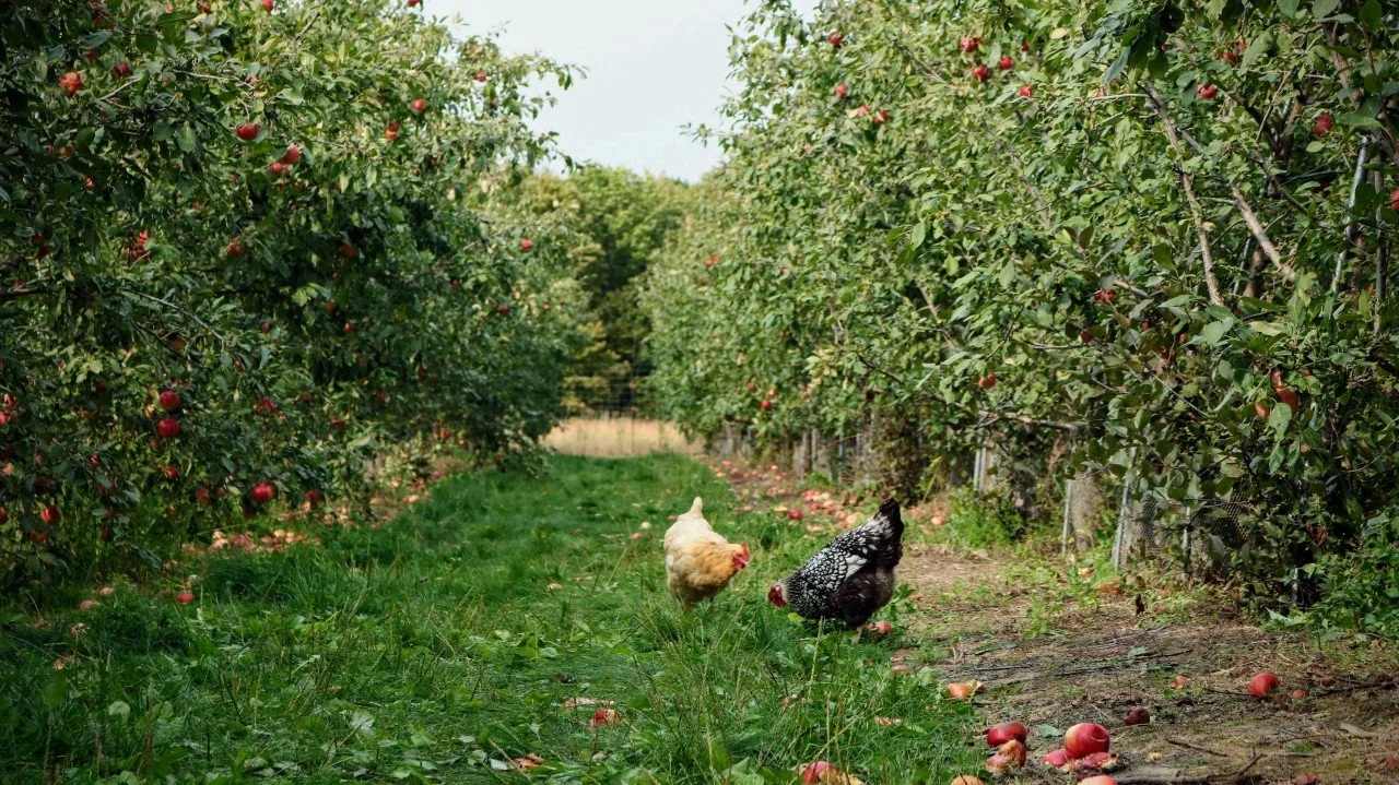 Permaculture principles as a philosophy for ADHD coaching